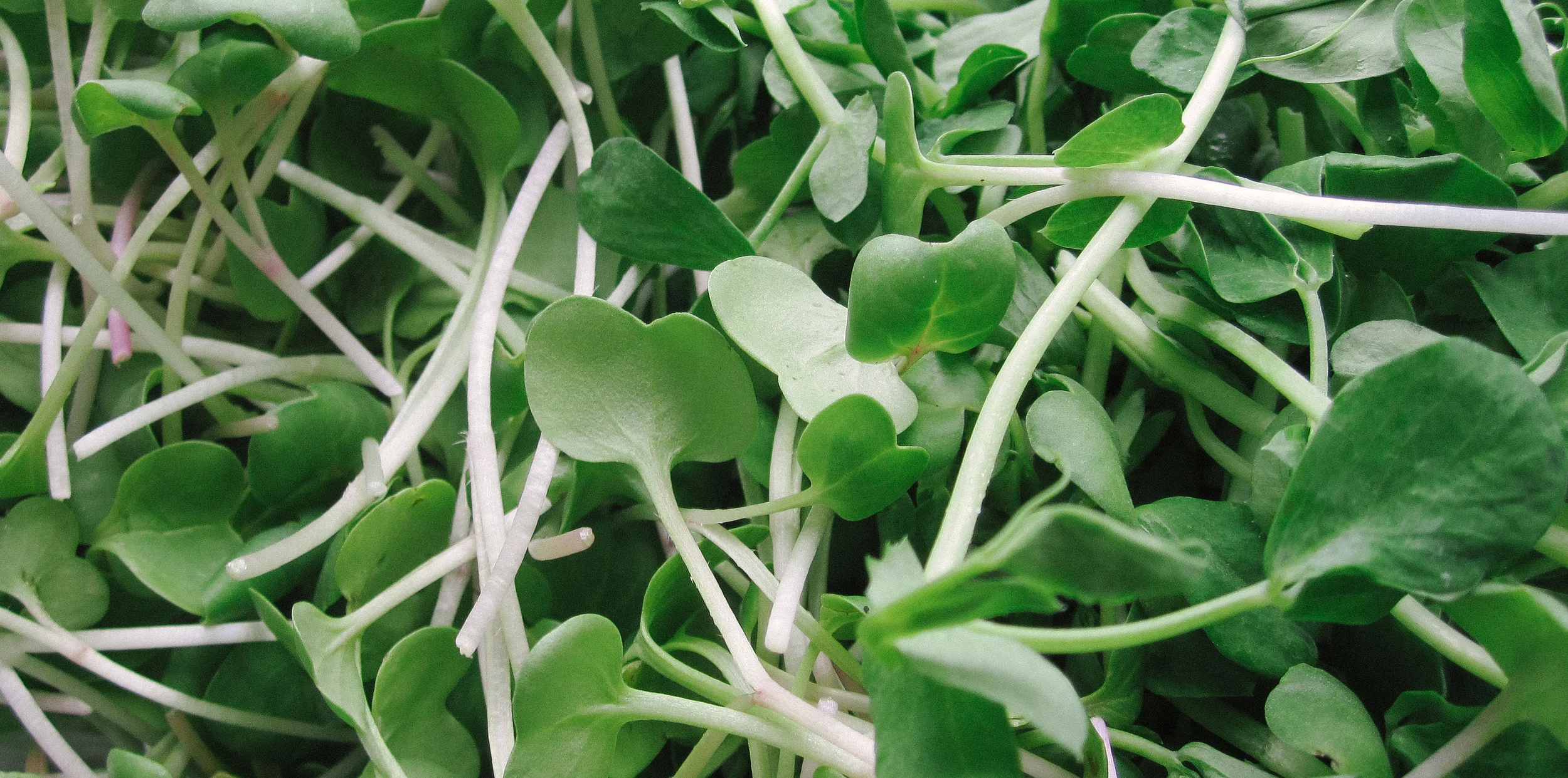 Vegetable Spotlight: Sprouts