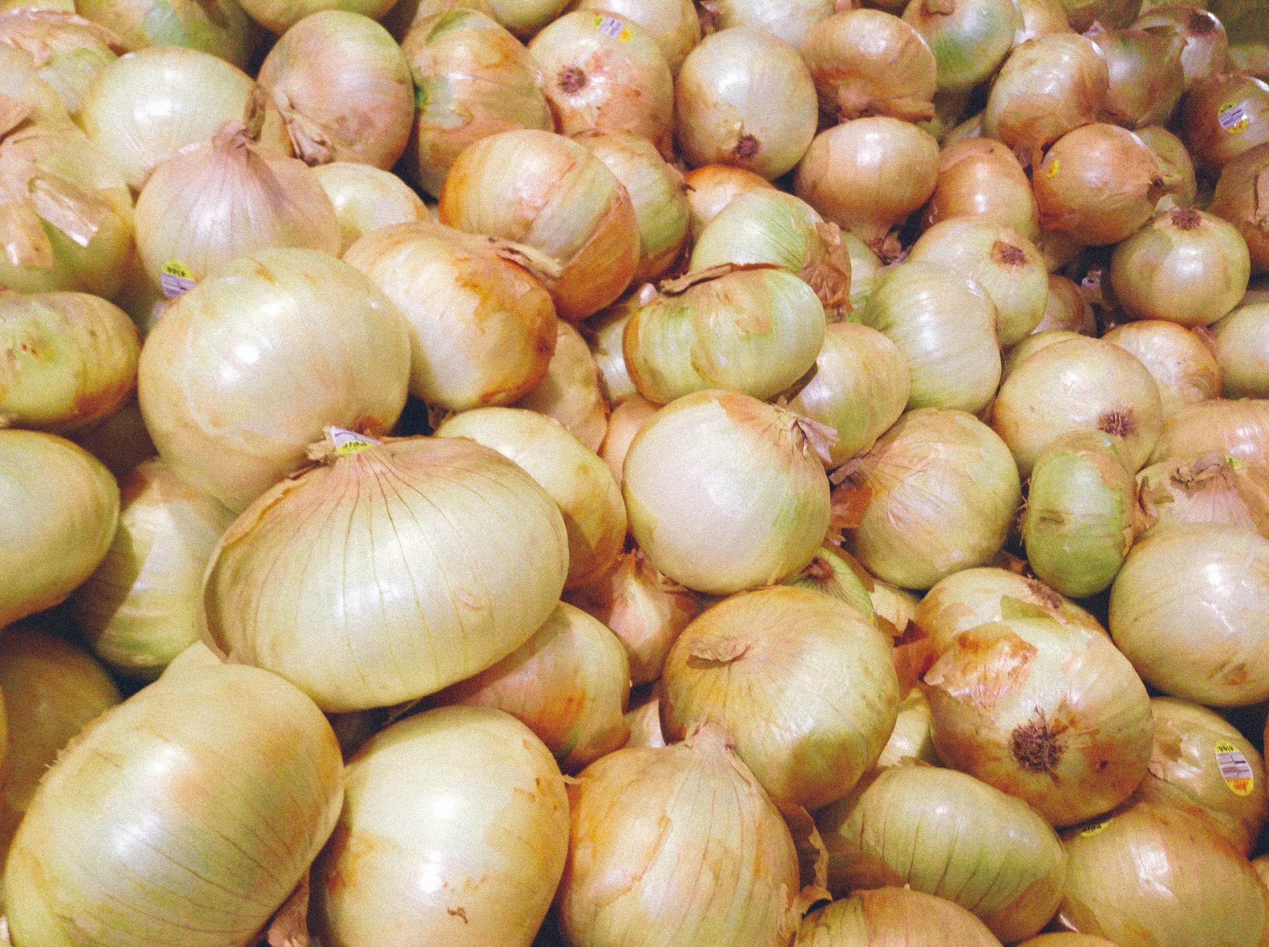 Vegetable Spotlight: Onions