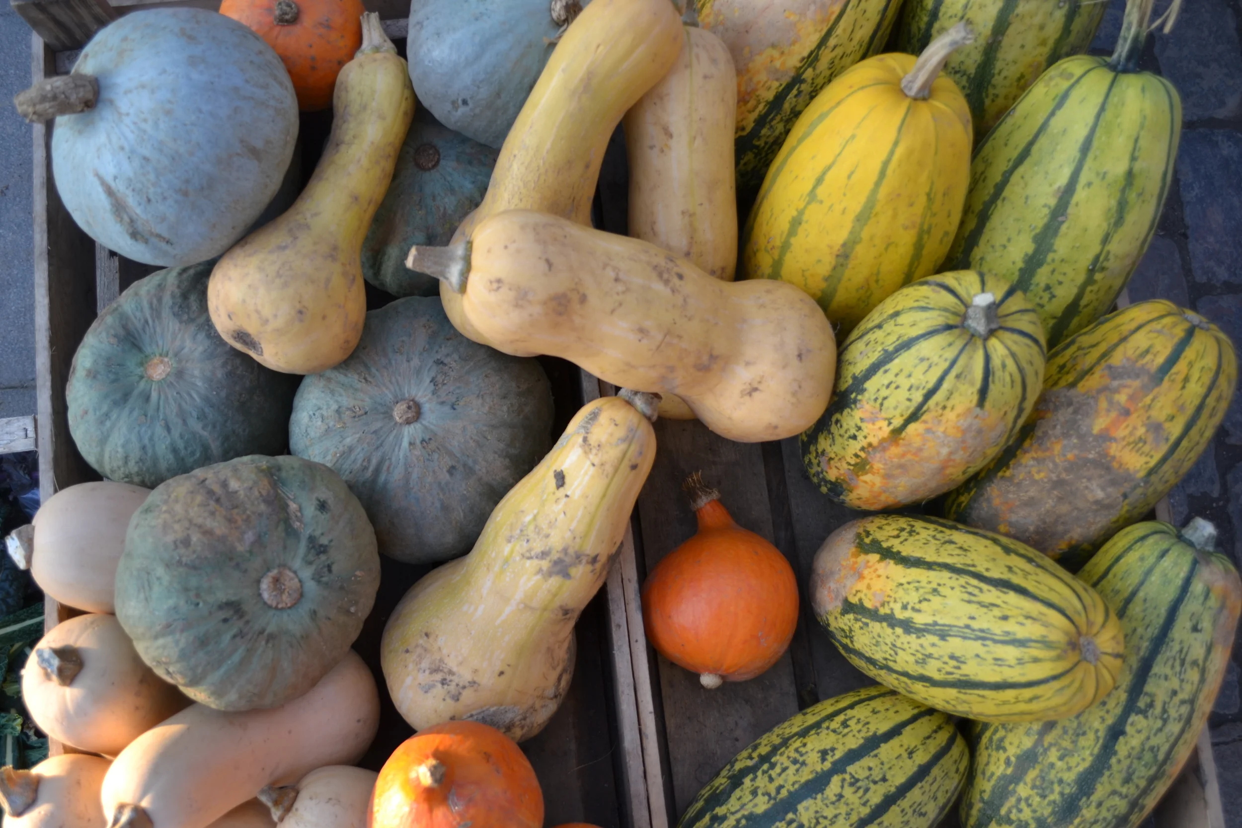 Vegetable Spotlight: Winter Squash