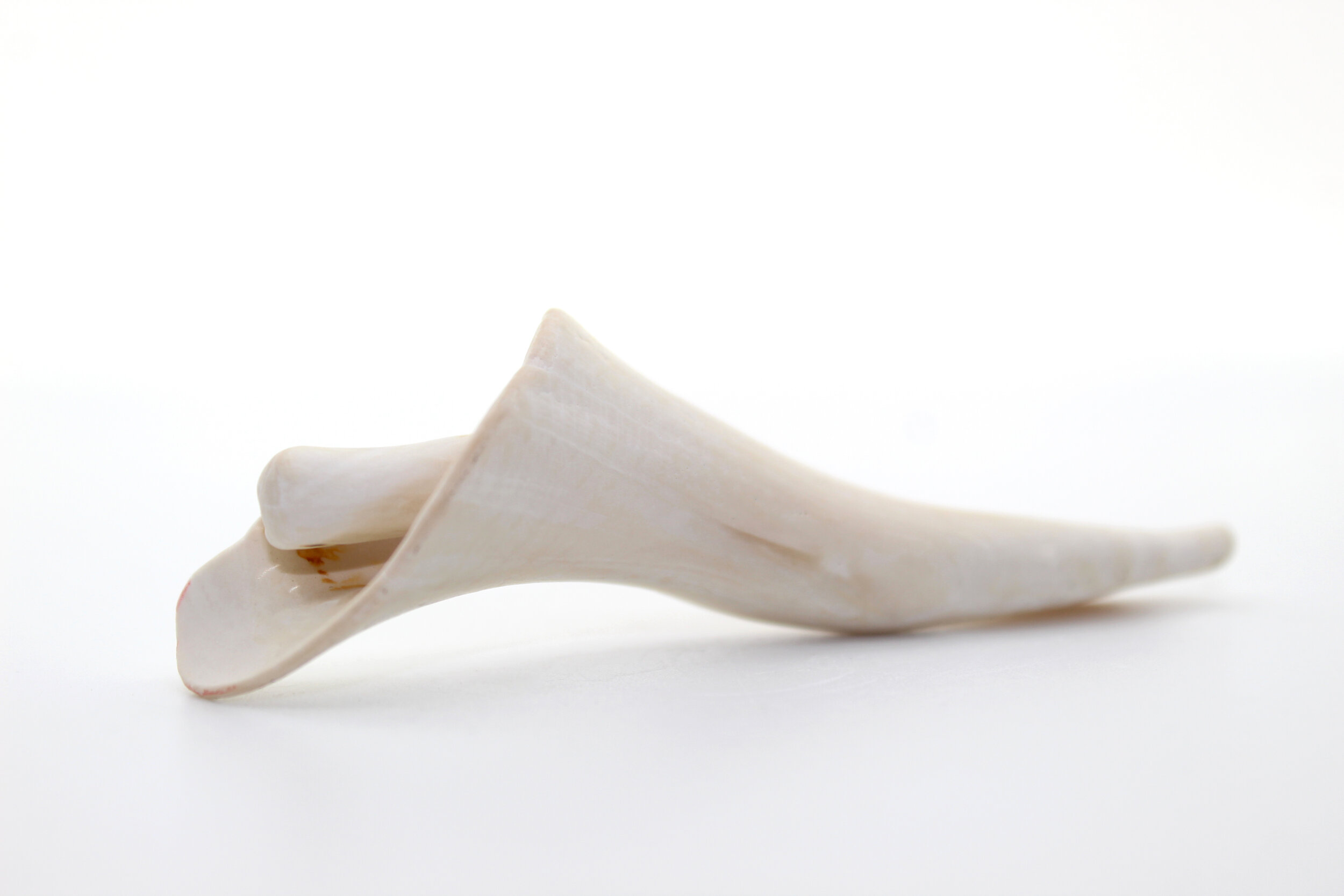#10 Twisted Shell (P. 8.02.20) IMG_6876.jpg