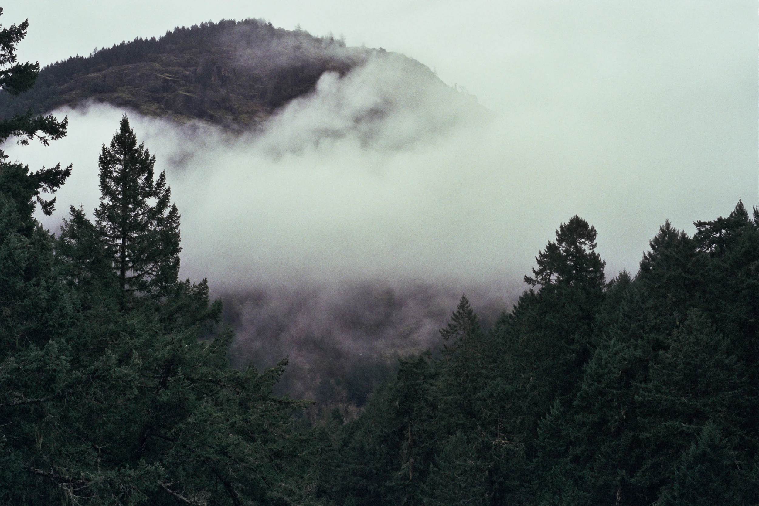 Camera: Olympus OM-1 35mm SLR camera Film: Kodak Portra 400 Tofino and Goldstream Provincial Park in British Columbia, Canada - Fall 2014
