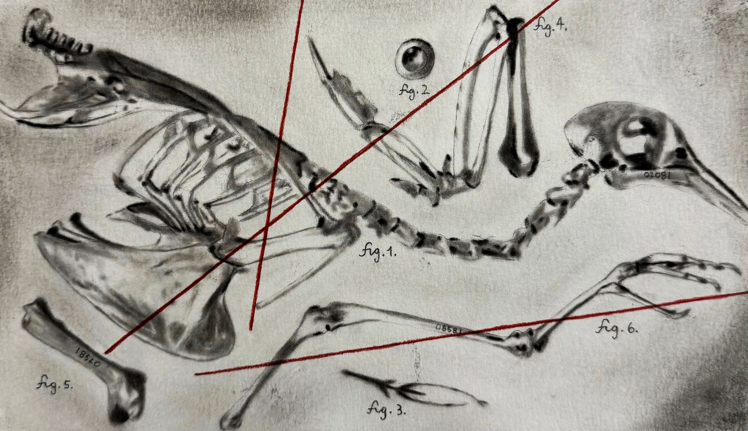 STUDY FOR A BIRD
