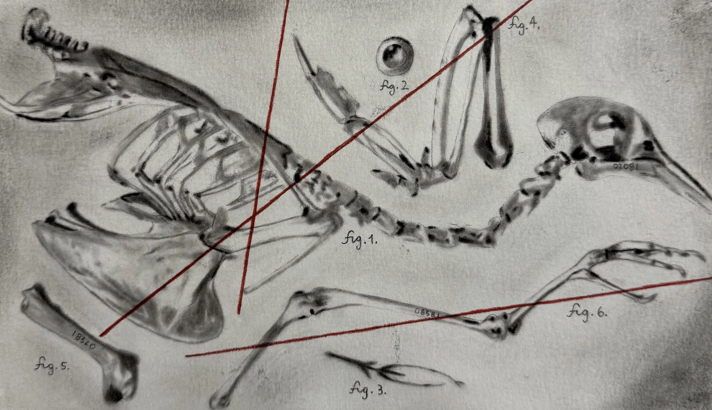 05 Study for a Bird.JPG