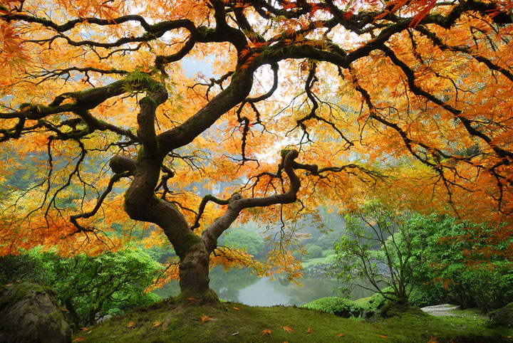 autumn-maple-web.jpg