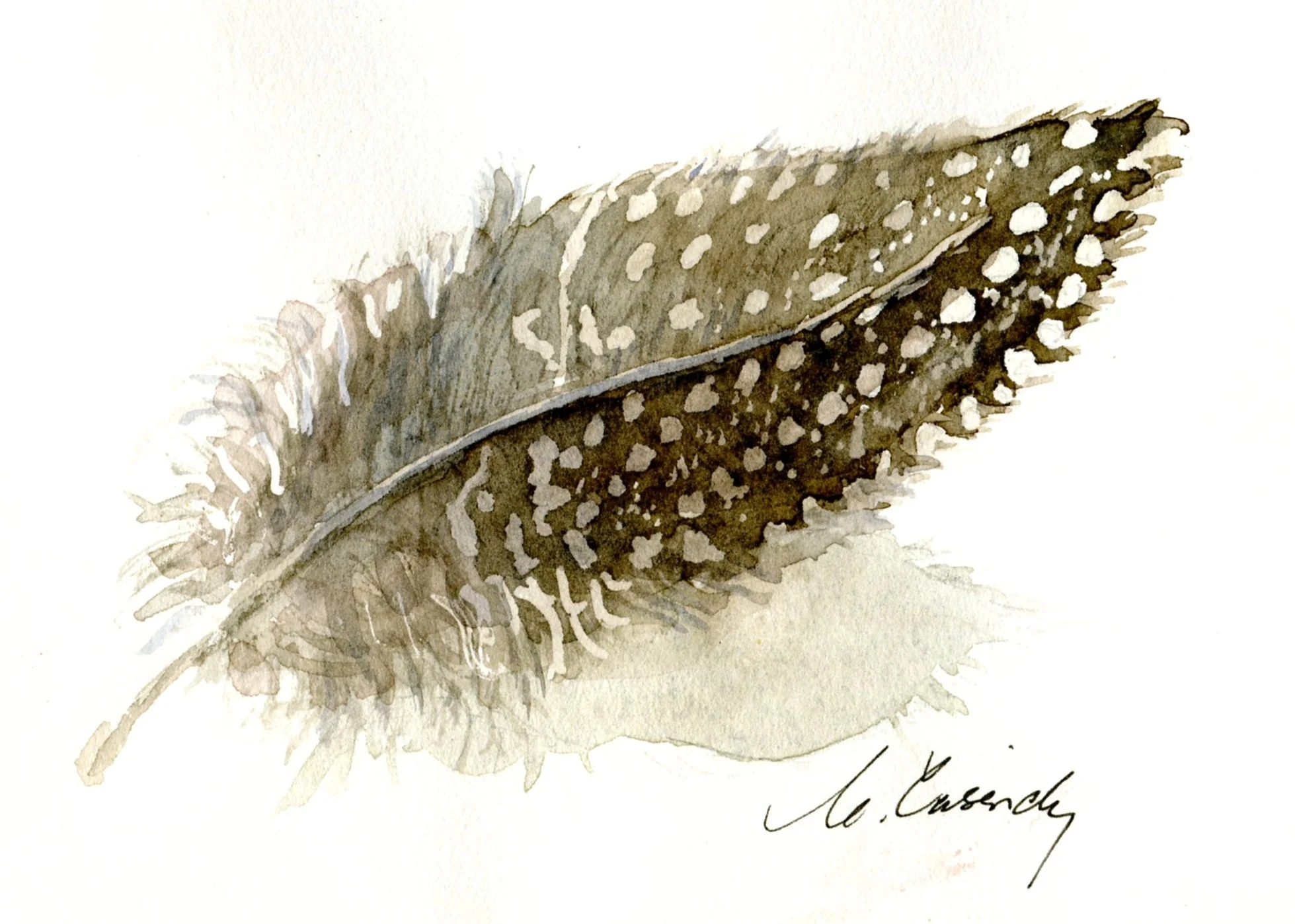 Cassidy, Carol 83a One Guinea Fowl Feather, Water-colour.