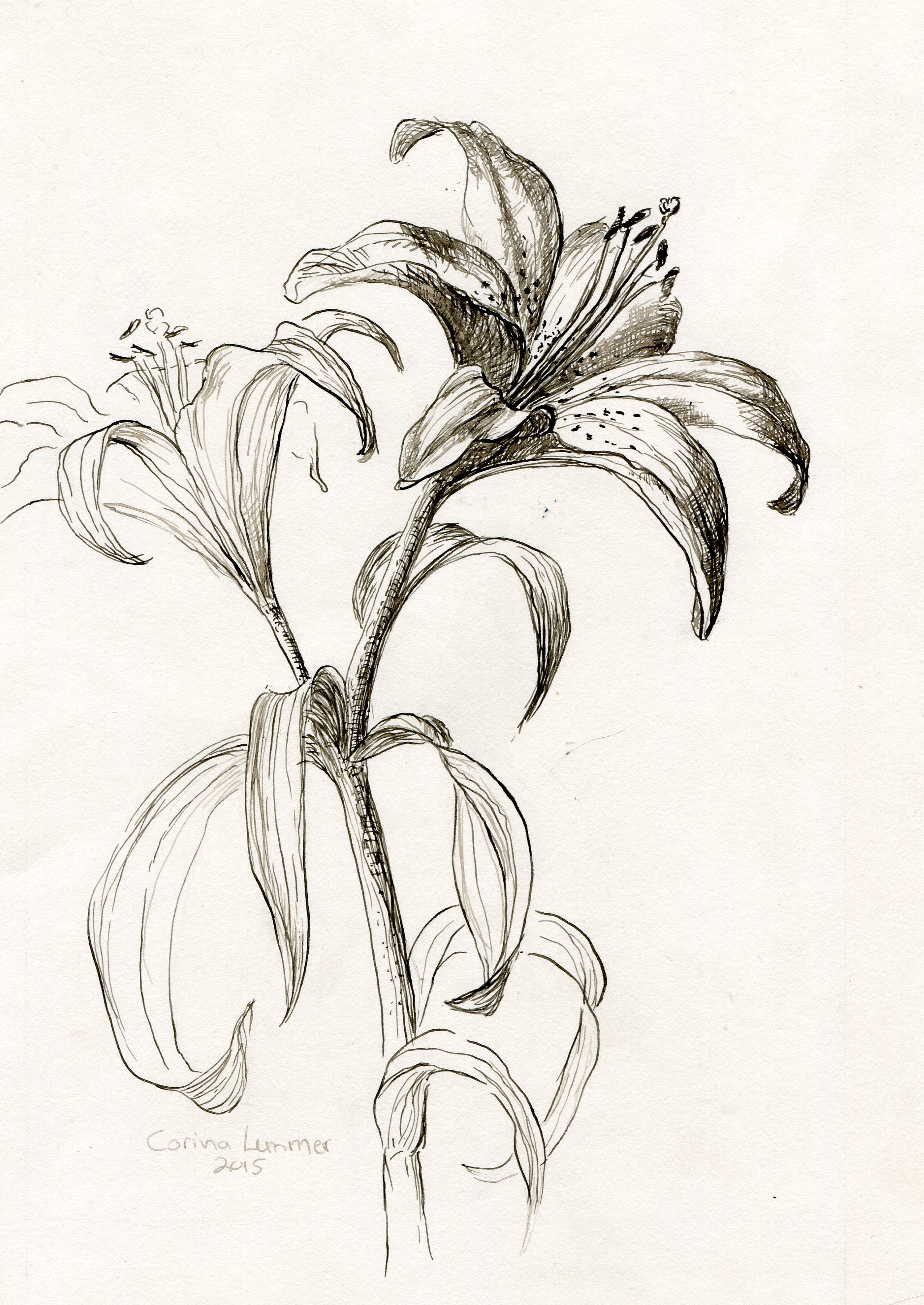 38 Lemmer, Corina-Lilies,pen and ink..jpg