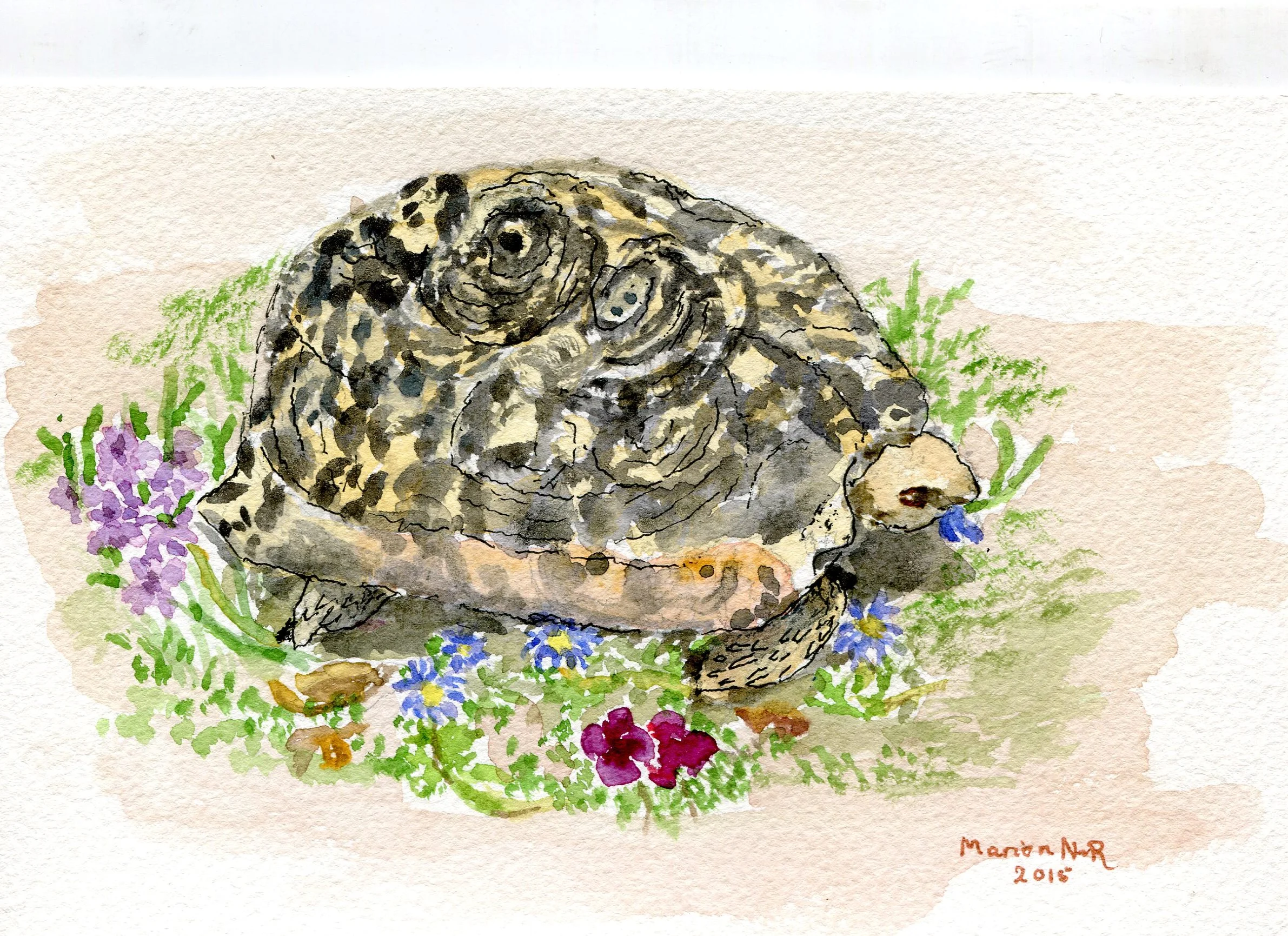 39 Norris-Rogers, Marion- Nibbles,Watercolour and Ink.jpg
