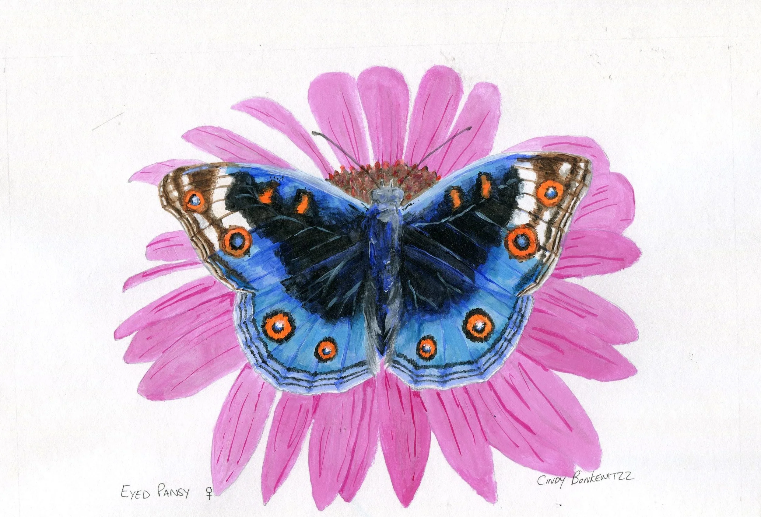 66c Bonkewitzz, Cindy - Eyed Pansy Butterfly,Acrylic on paper.jpg