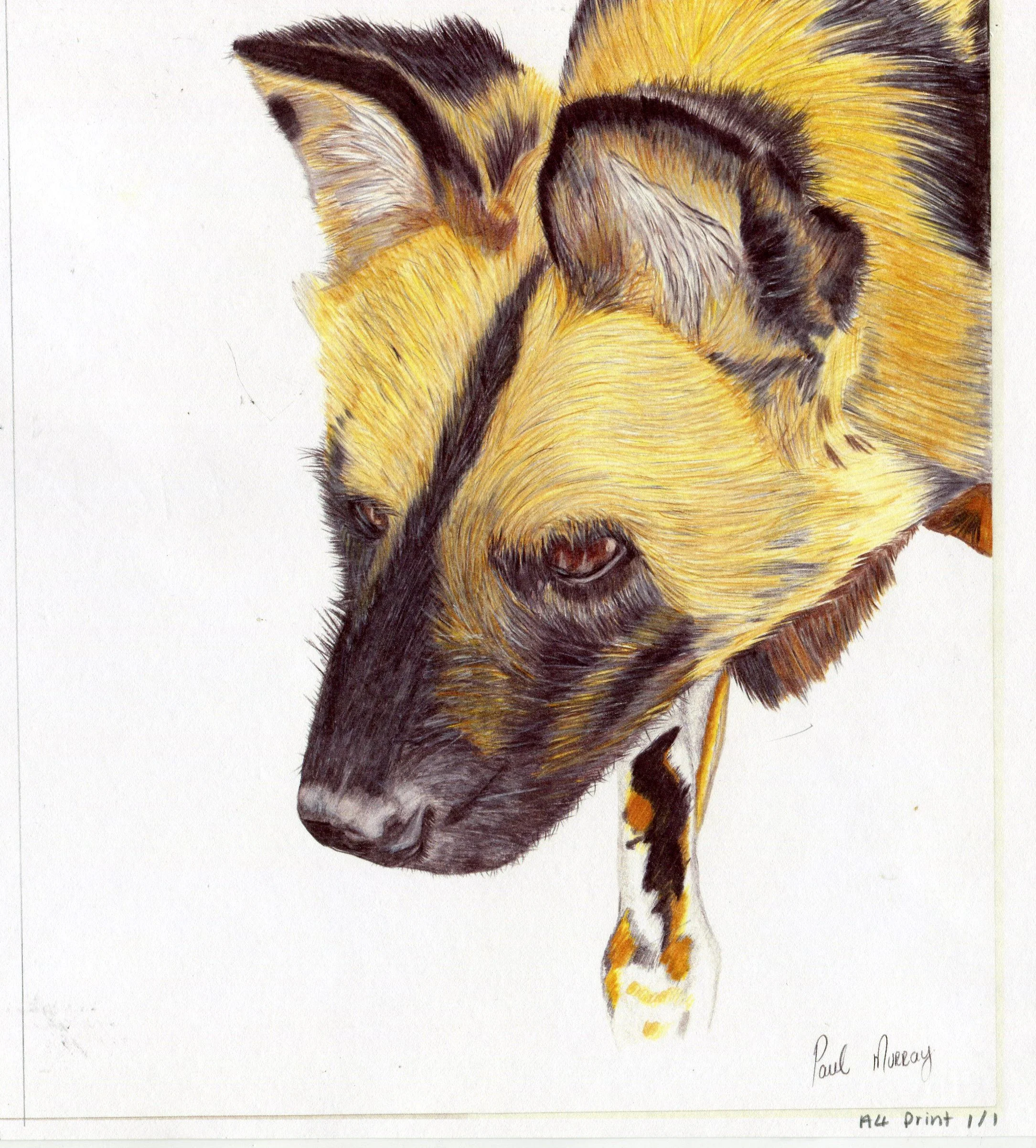 69c Morray, Paul - Wild Dog, polychrome pencil print.jpg