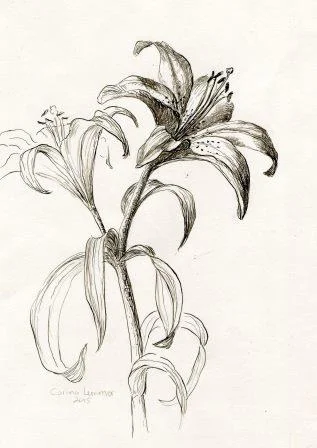 38 Lemmer, Corina-Lilies,pen and ink..jpg