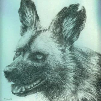 52 Powell, Cindy - Wilddog, Pencil.jpg
