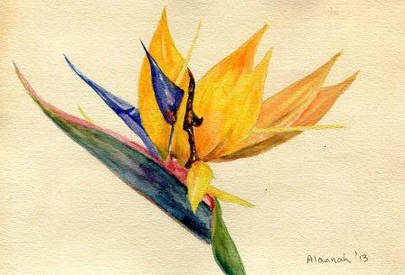 65b Valentine, Alannah, Strelitzia, Watercolour.jpg