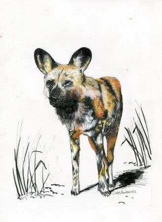 66b Bonkewitzz, Cindy - African Wild Dog, Mixed Media..jpg