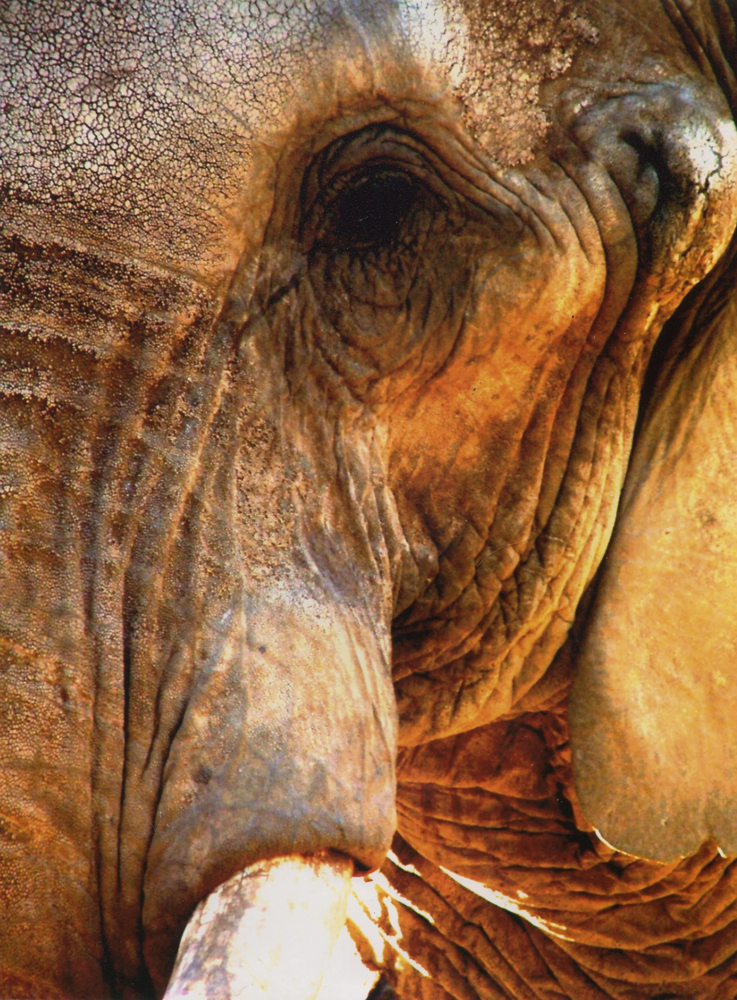 70a The Bandit , Golden Elephant - Photograph Print..jpg