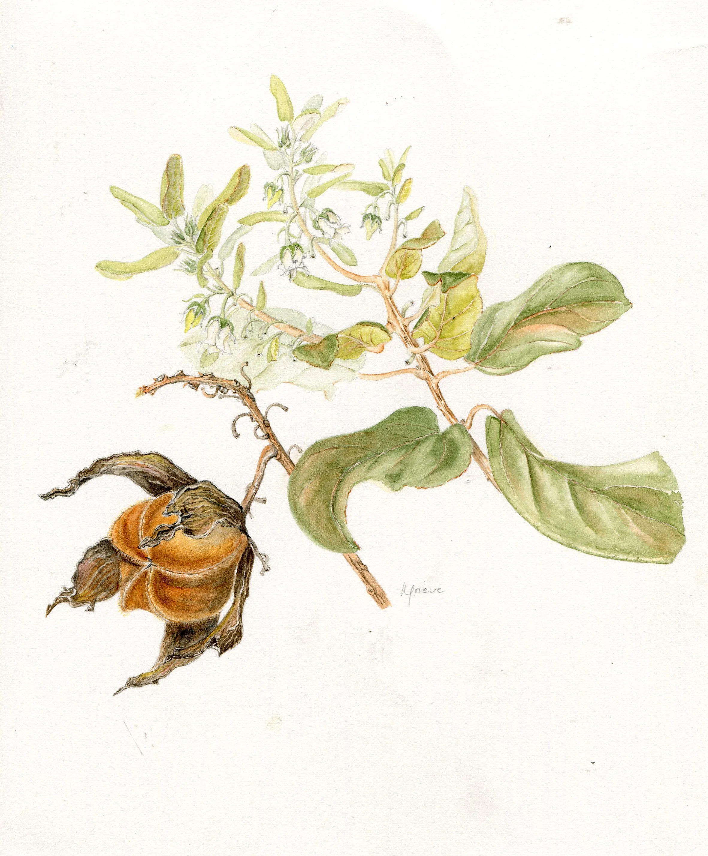 97a Grieve, Kate - Diospyros Villosa, Water Colour.jpg