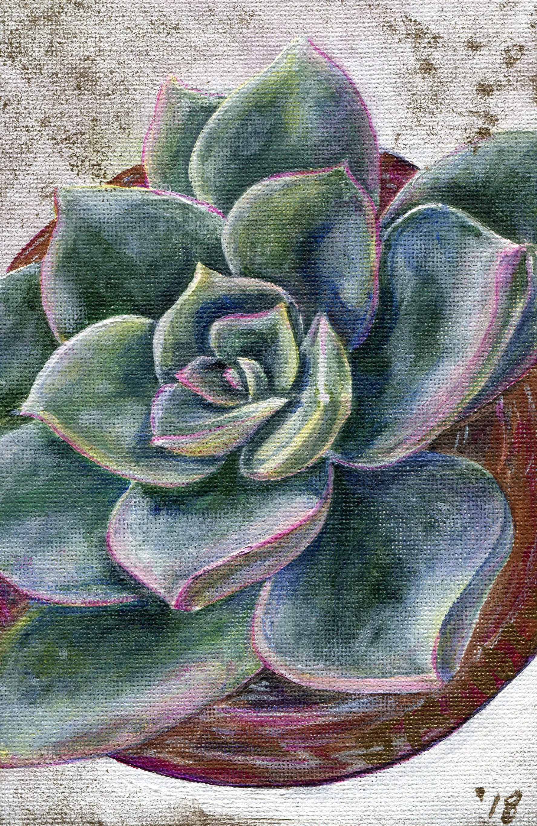 67a Janeen Kohly Echeveria I acrylic on canvas