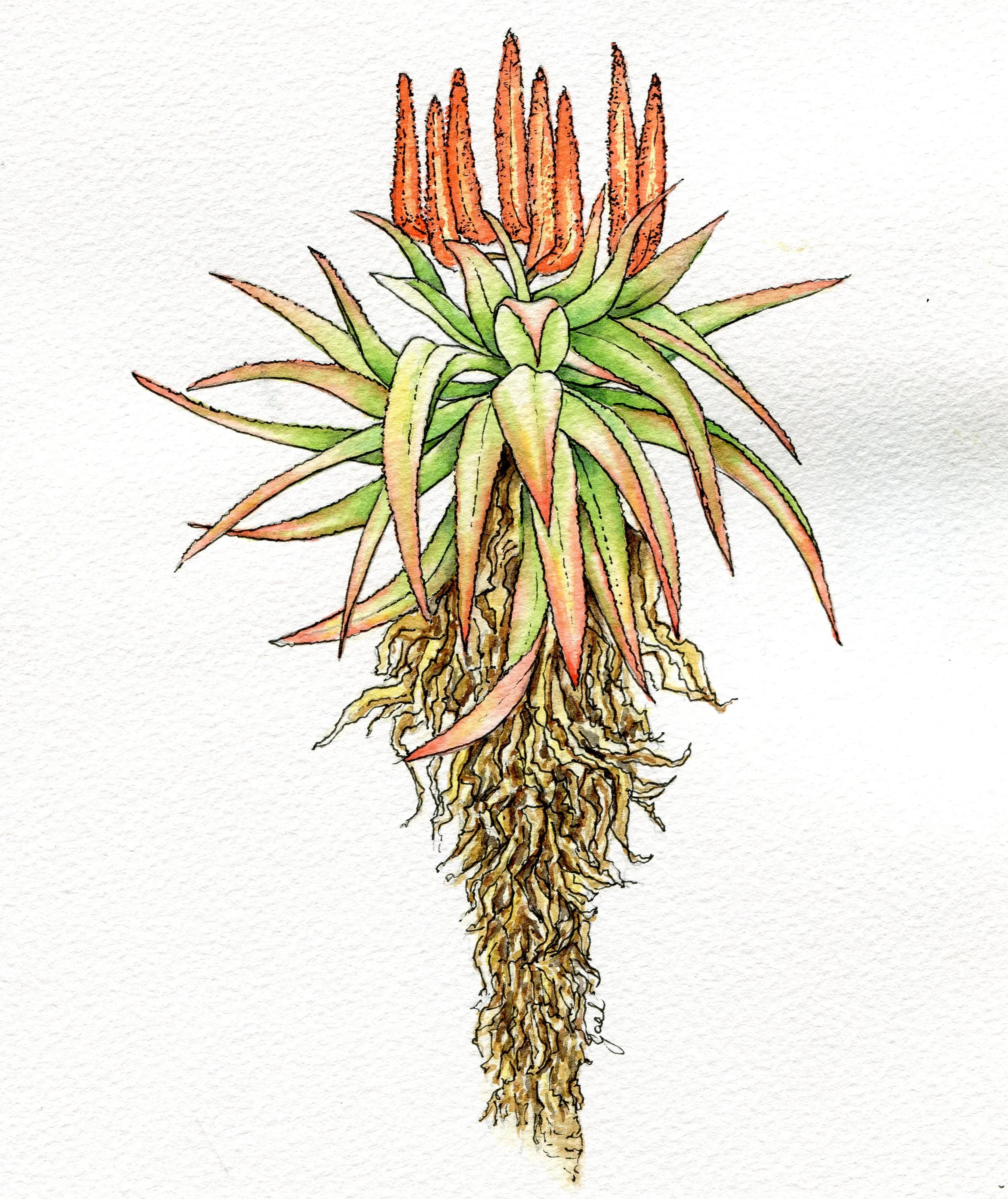75b Gael Meter Aloe watercolour and ink on paper