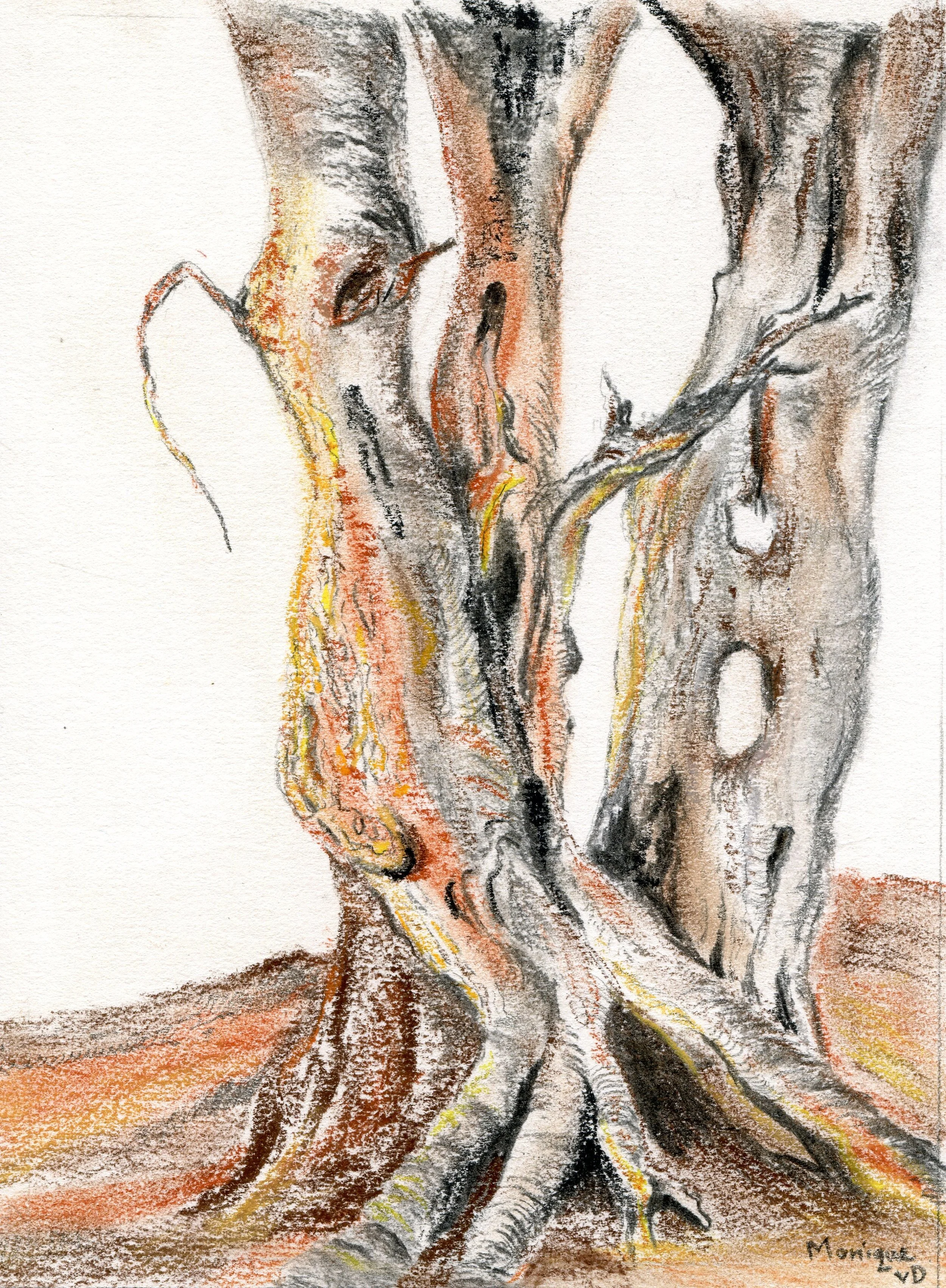 19a Monique van Deventer Botswana charcoal and conte on paper