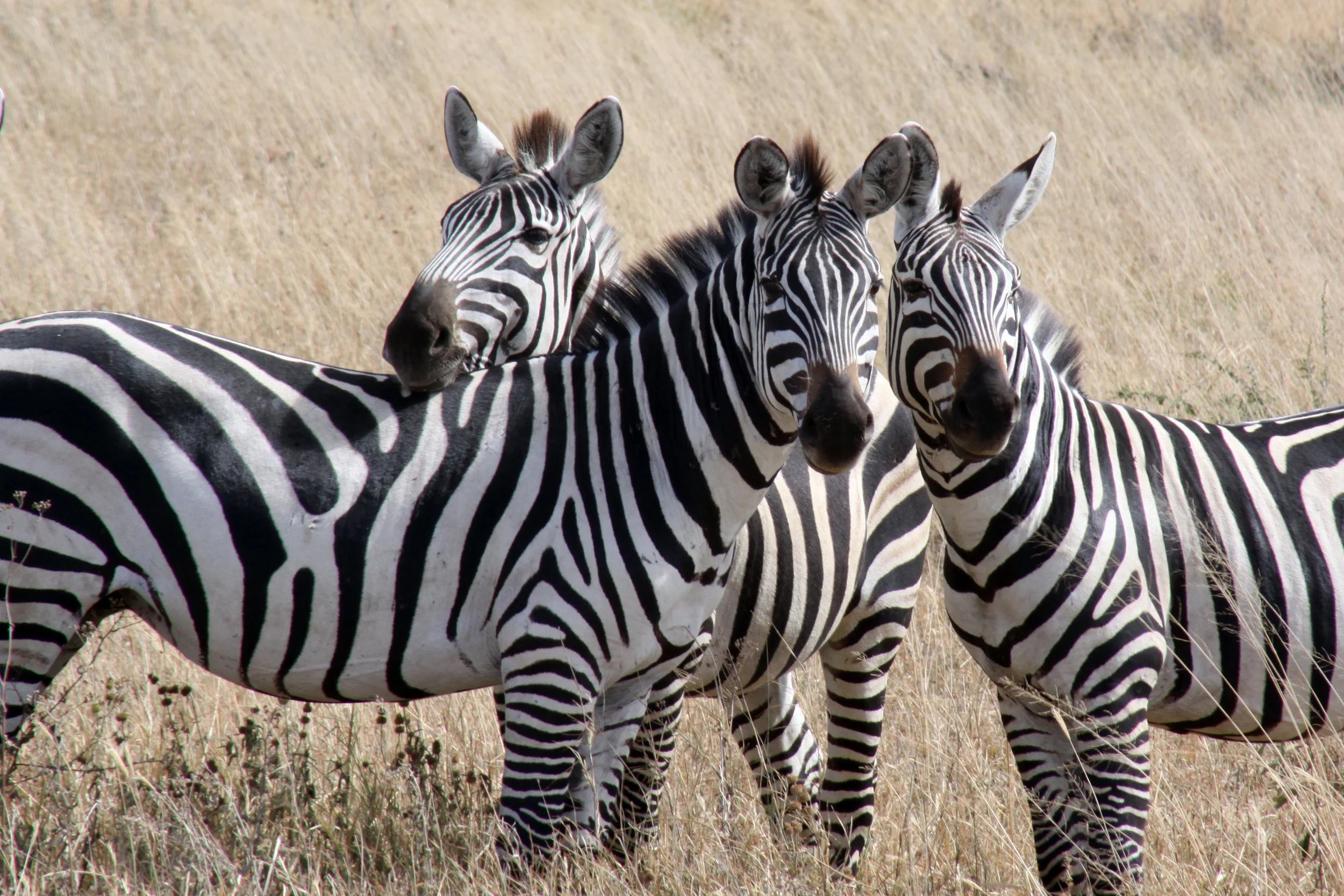 20140507_BrianLeighton_9634 copy.JPG