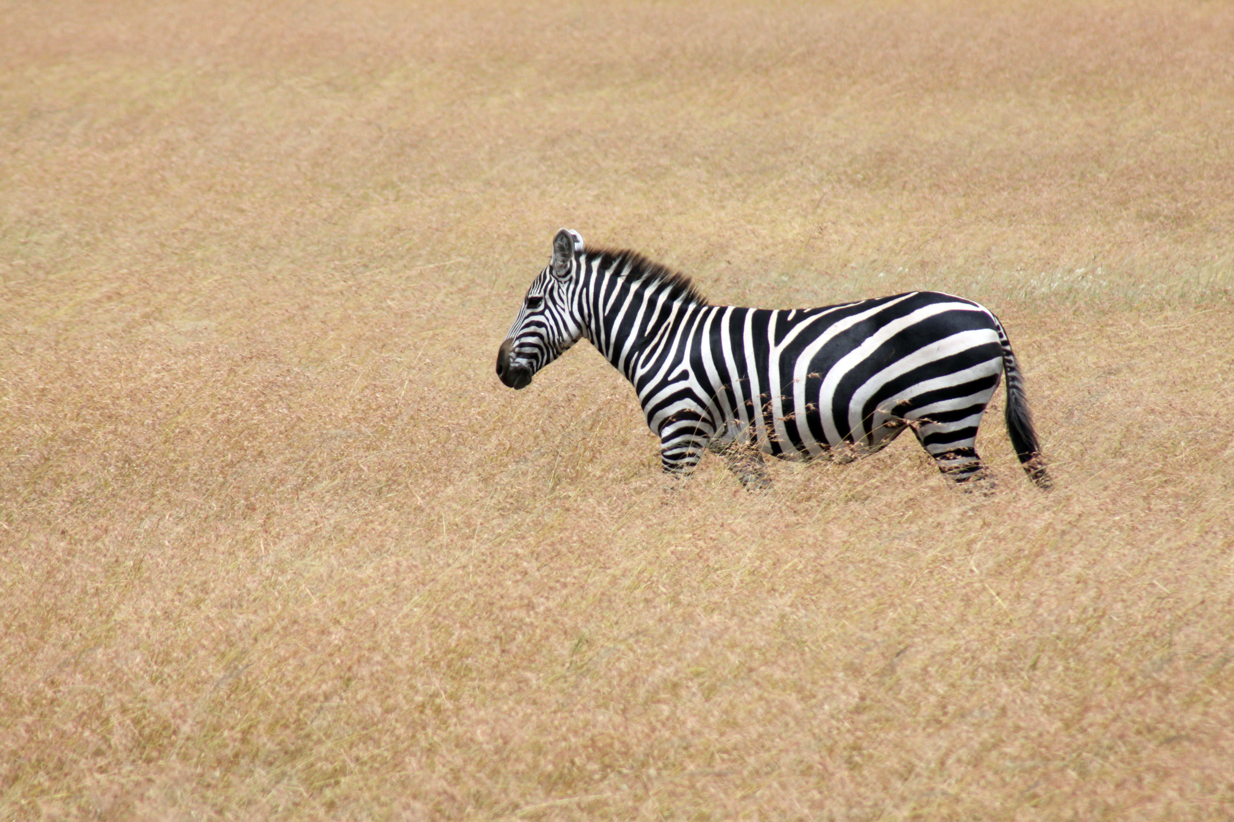 20140507_BrianLeighton_9638 copy.JPG