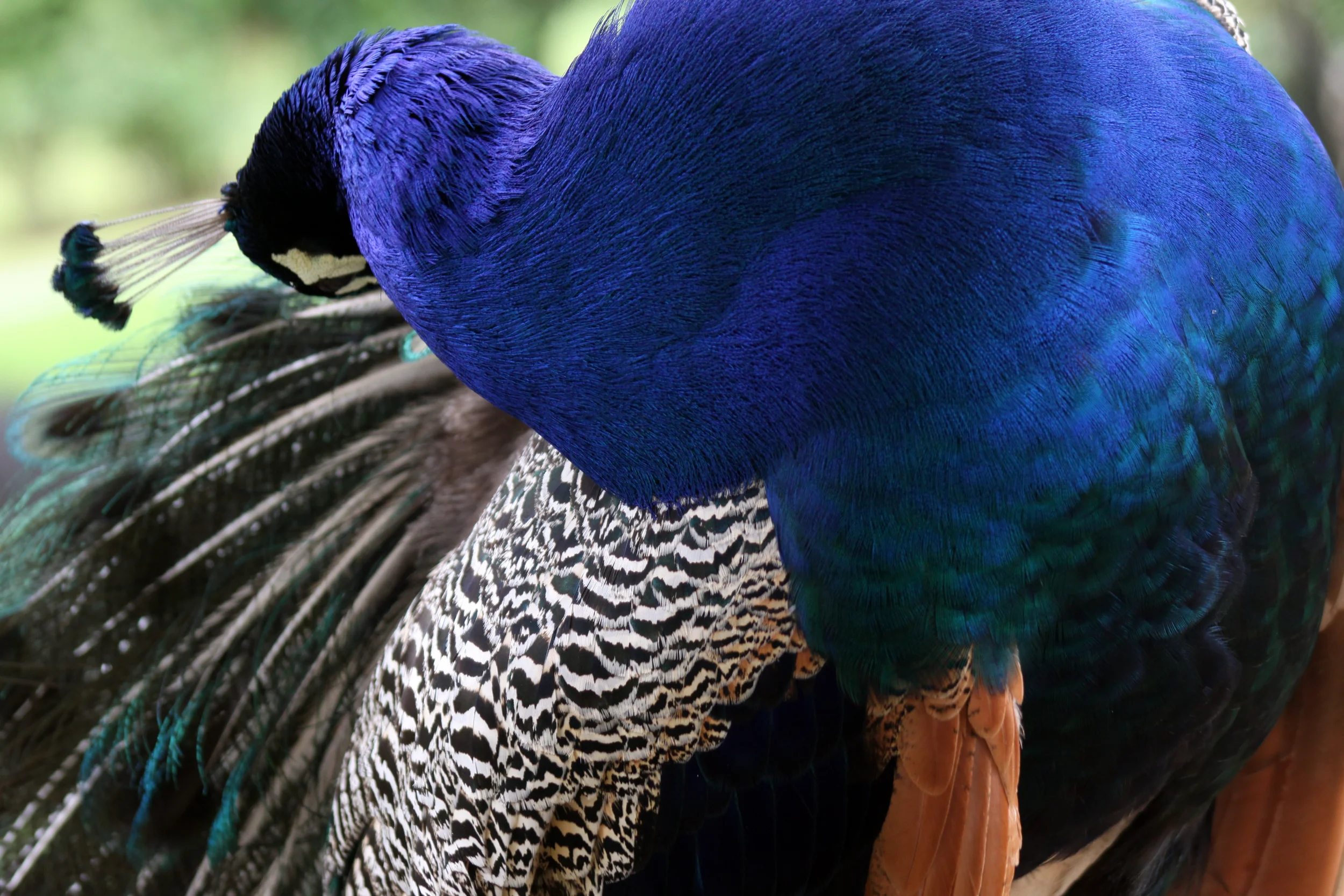 20140510_BrianLeighton_9806 copy.JPG