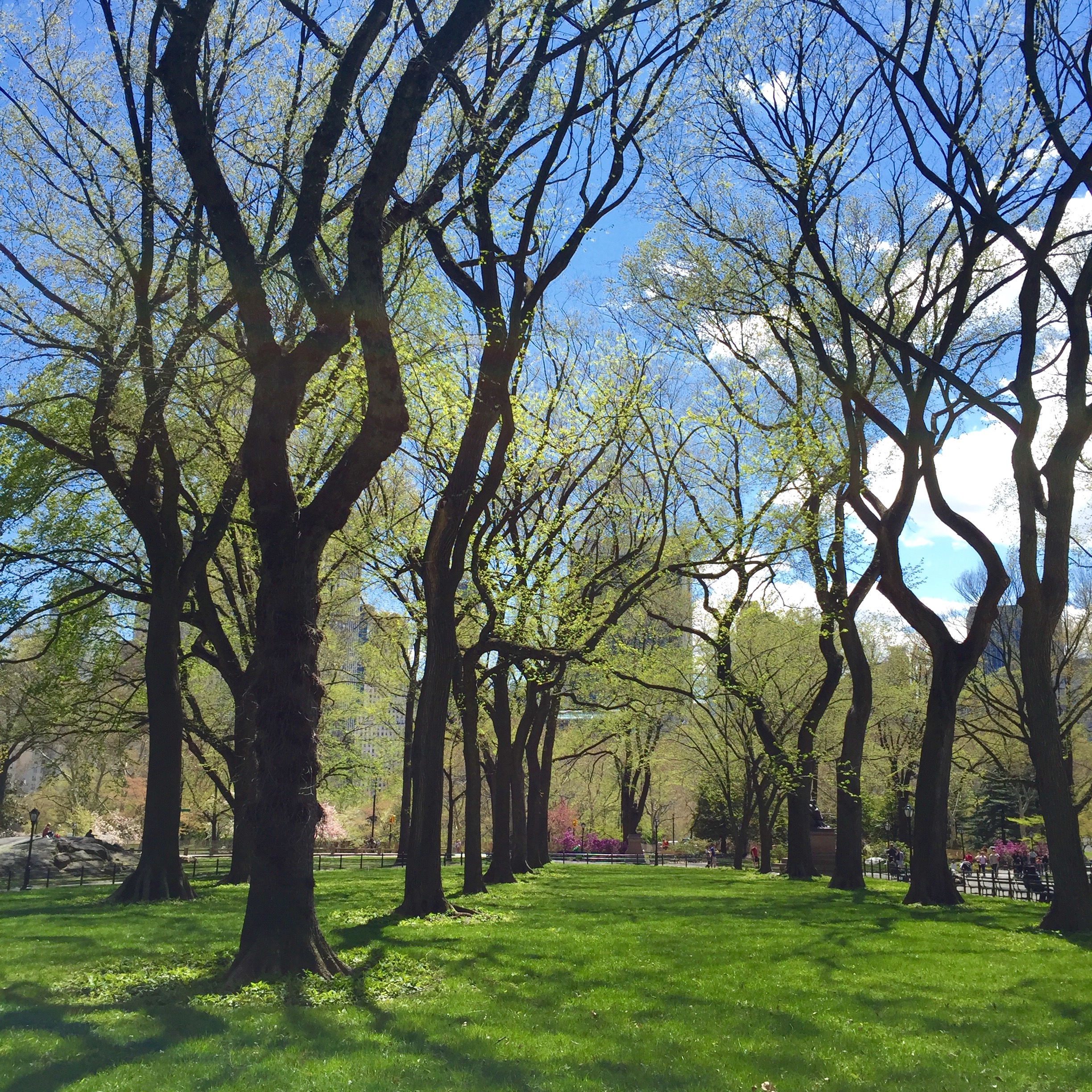 CentralParkSpring.jpg
