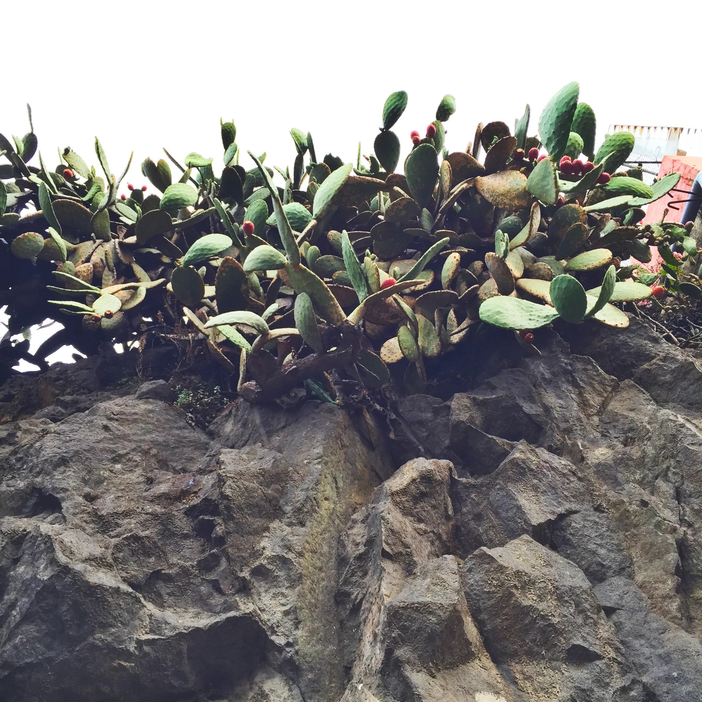2015-07-06 17.34.34.jpg