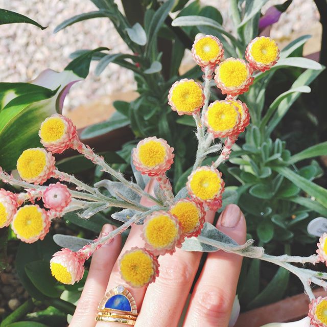 Tuesday thoughts ✨
&bull; Dr Seuss flowers make me happy (would love to know the name of these cuties if you know it! Are they some sort of mum?)
&bull; My wedding ring stack makes my heart do the tighten up. Every. Single. Day! (top to bottom: Marie