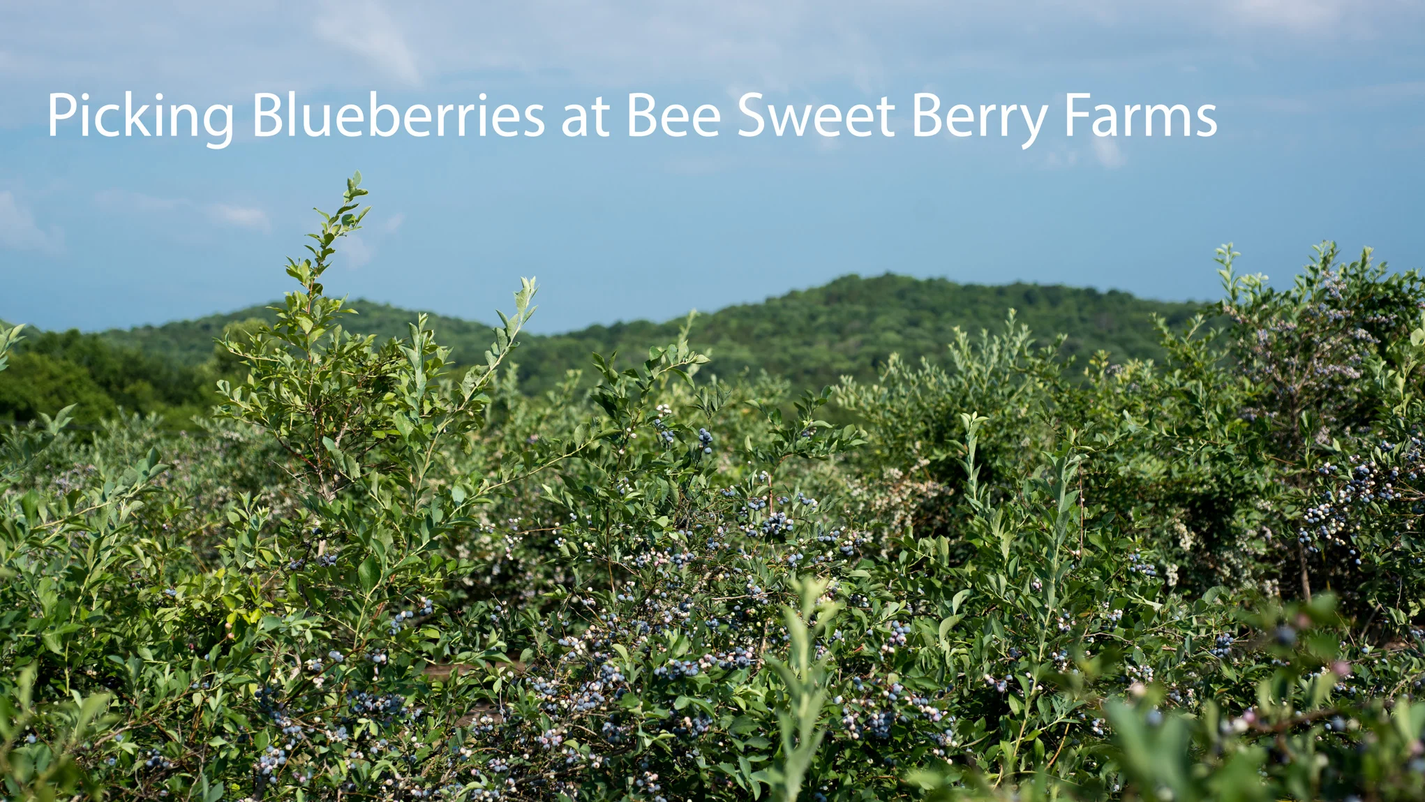 Amazing blueberry bushes set in the hills of Middle Tennessee