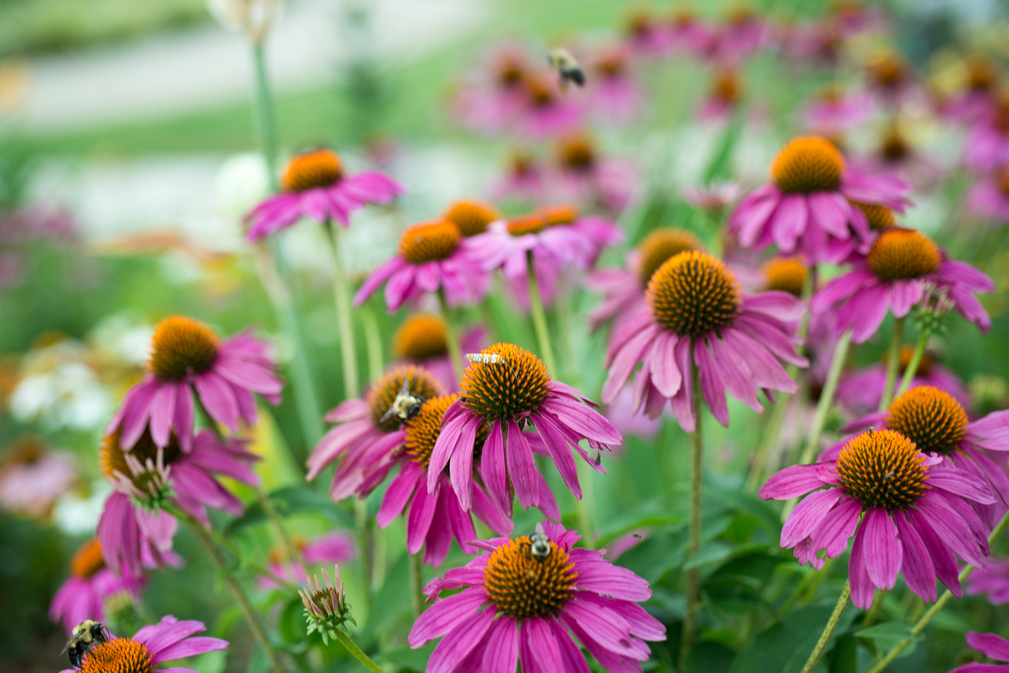 A few wildflowers.