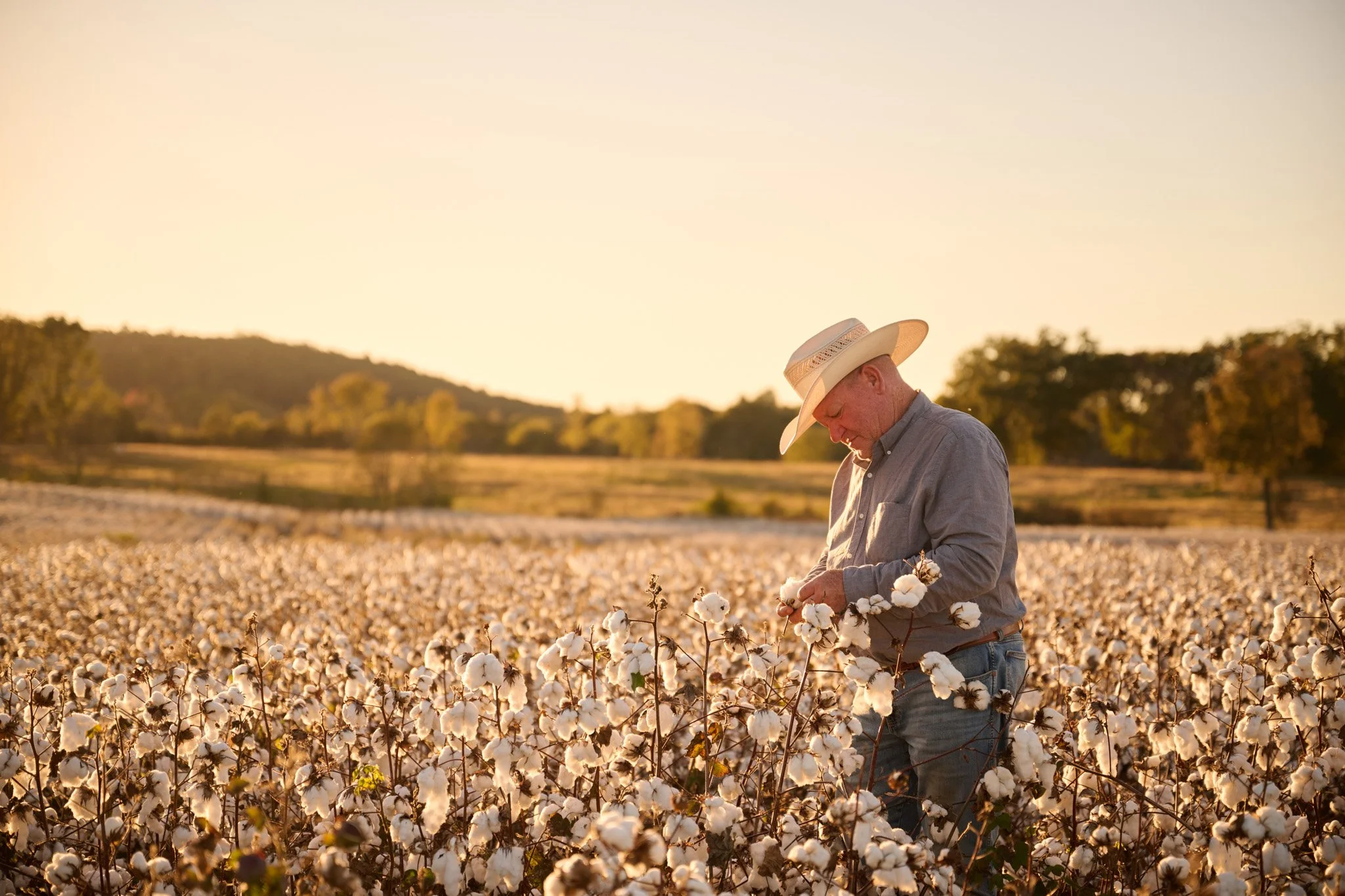 Cotton field at sunset.