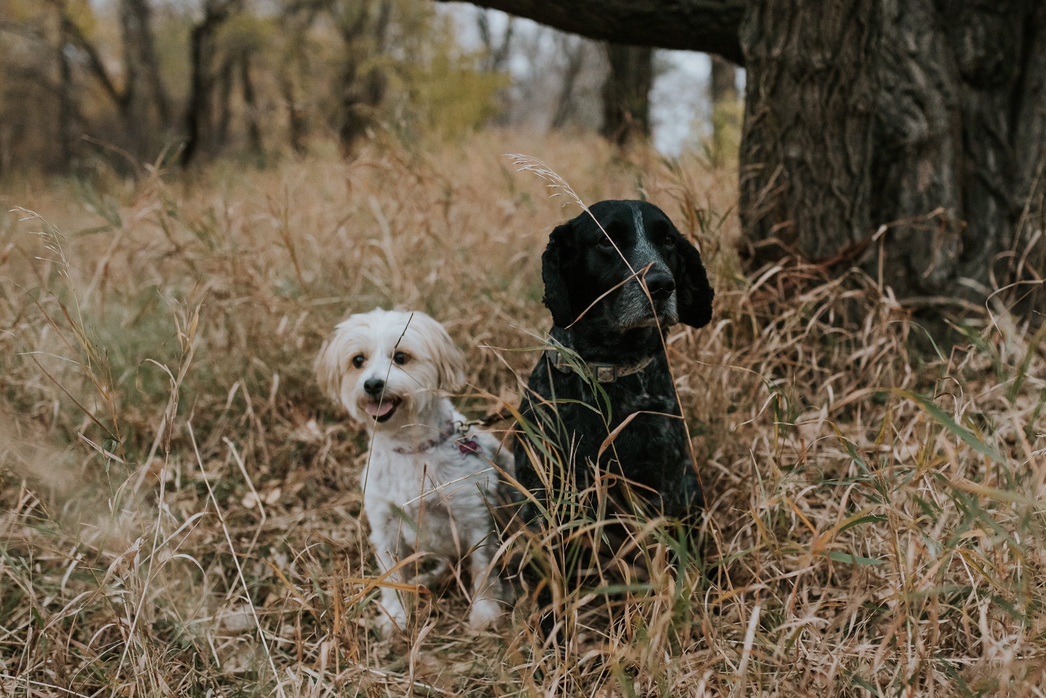 engagement-anniversary-dog-pictures-fall-18.jpg