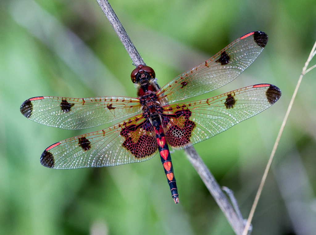 Insects, Reptiles & Amphibians Projected 2nd Place