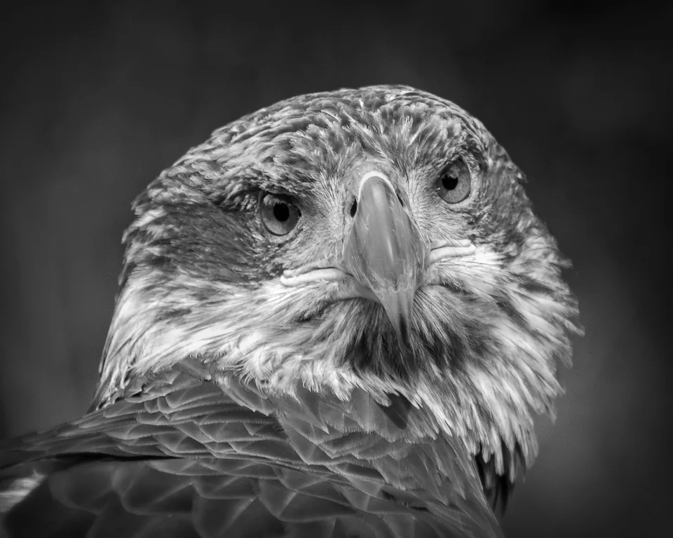 Monochrome Nature Projected 1st Place