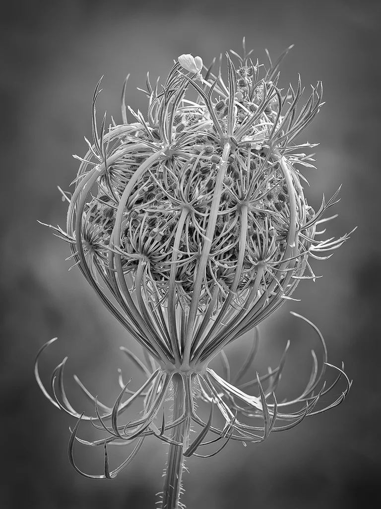 Mono Nature Large Print 1st place