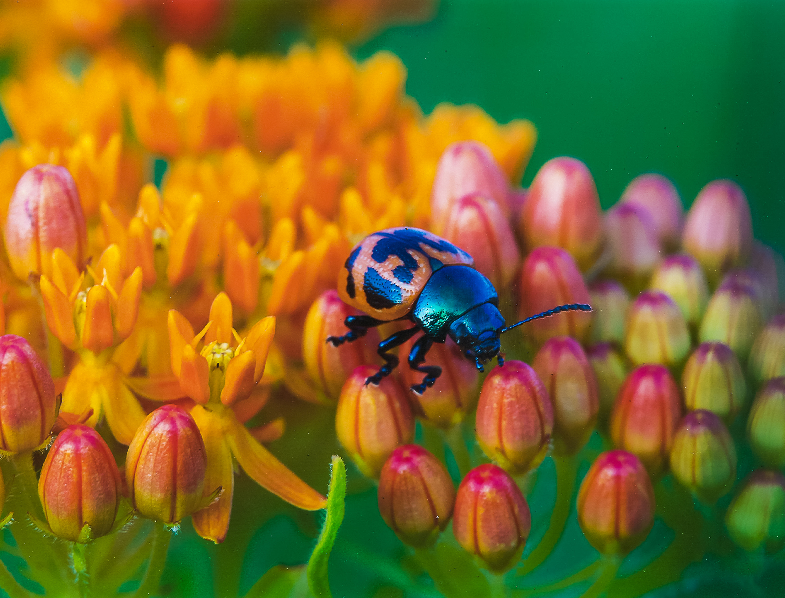 Honorable Mention Color