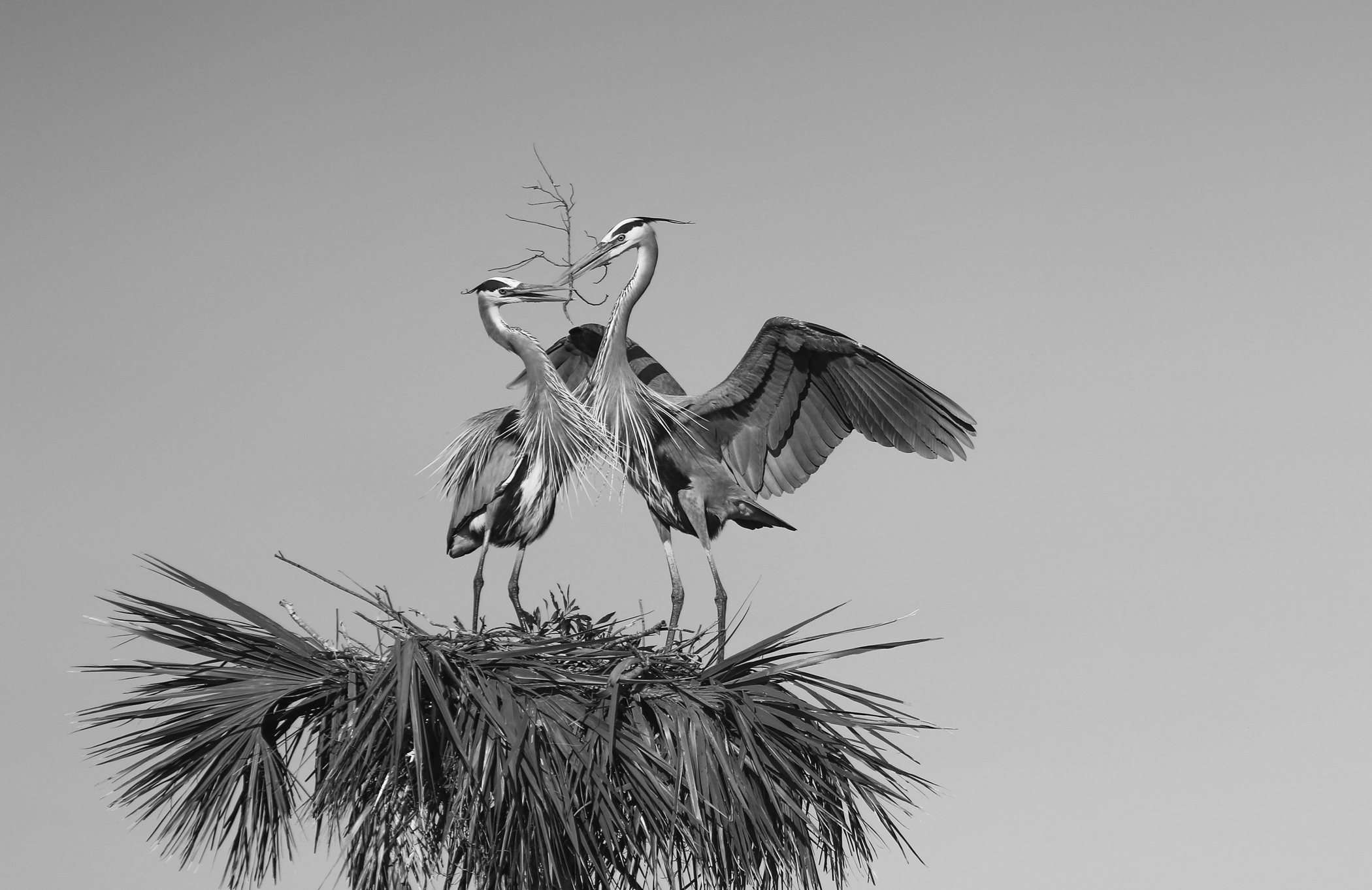 Nesting Blue Herons – Ken Bohlman – Menomonee Falls Camera Club