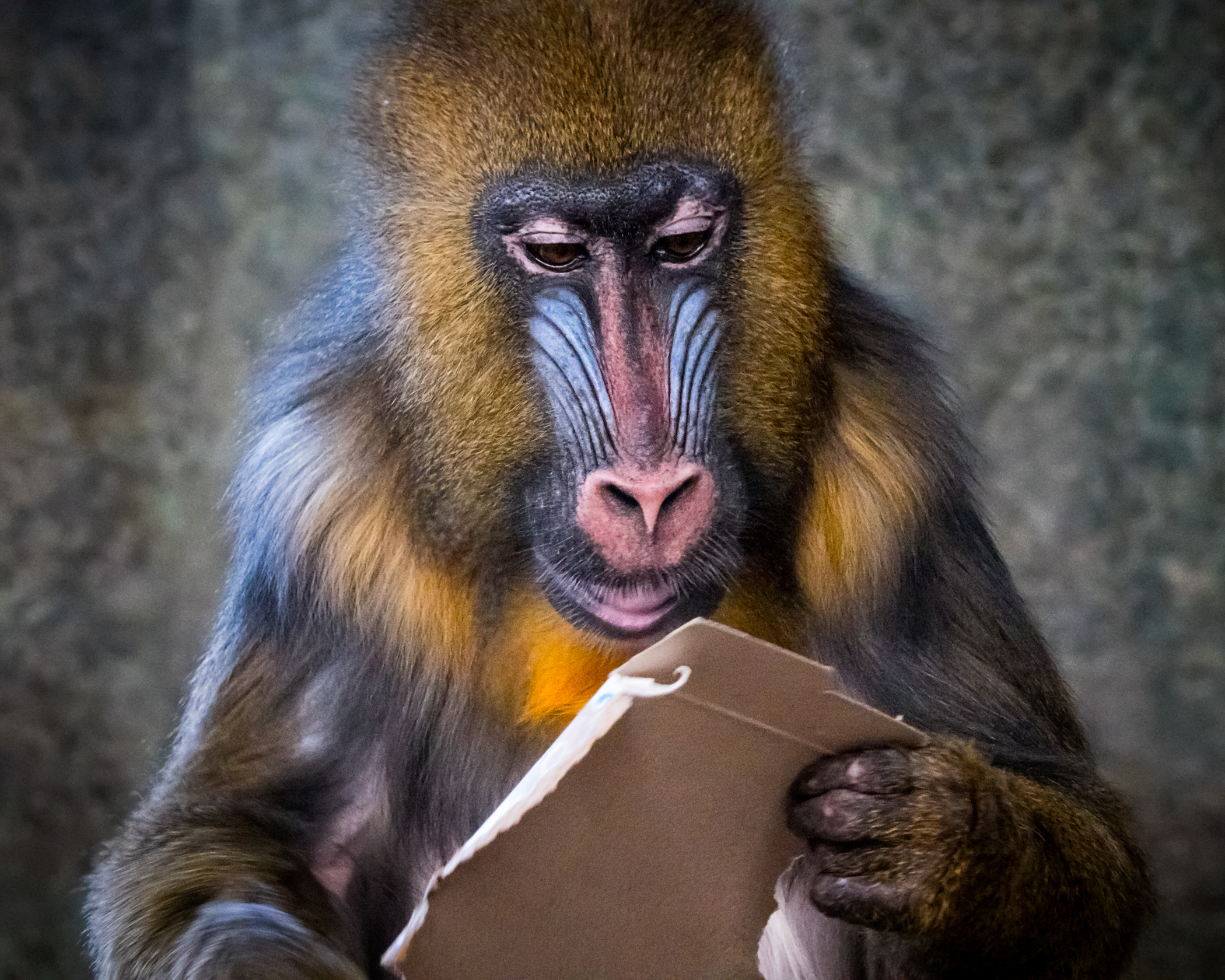 Reading Primate – Jim Kurovsky – Unlimited Visions Photo Club