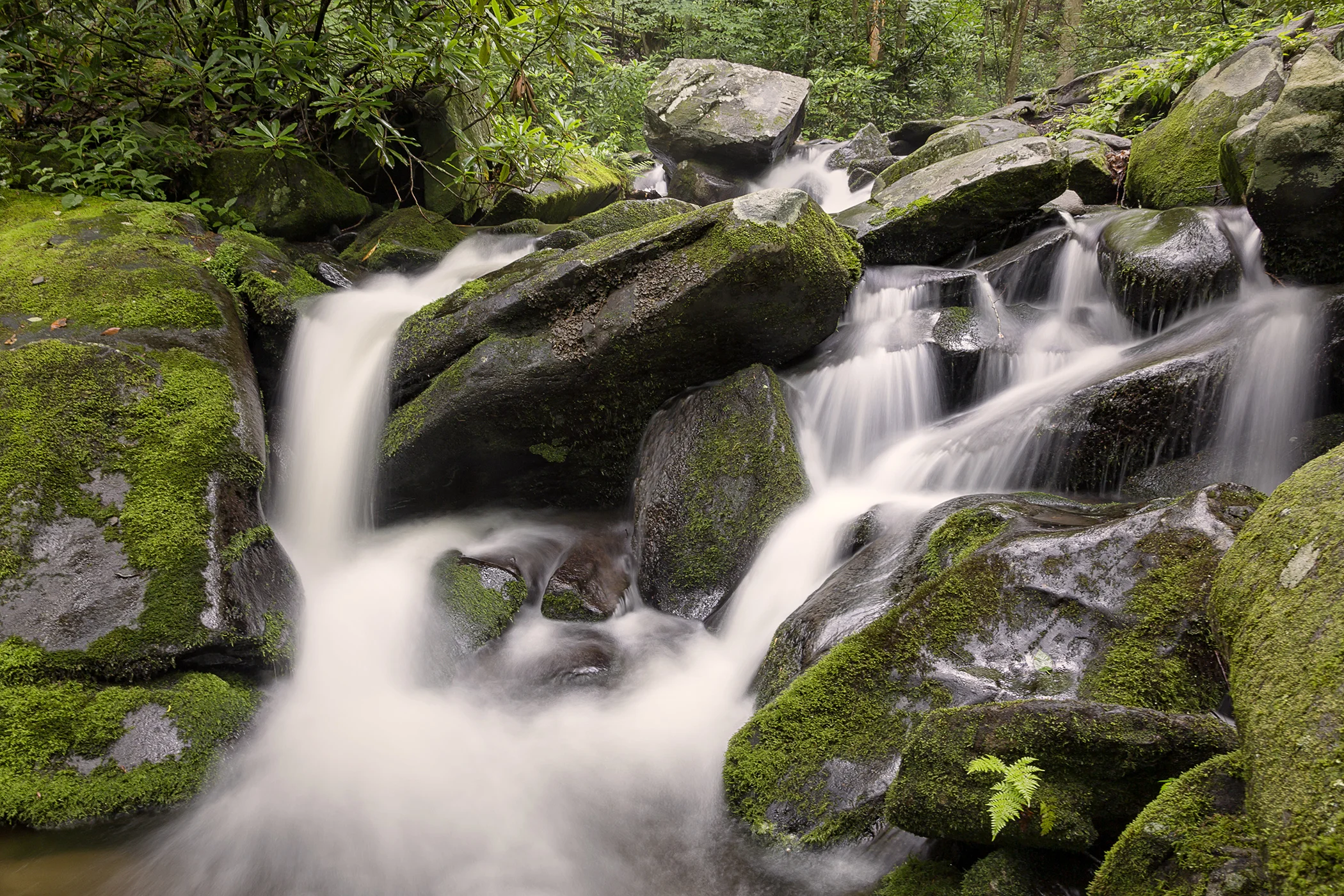 1001~COP~Smokey_Mountain_Creek~Zuidema~Bonnie~FVC.jpg