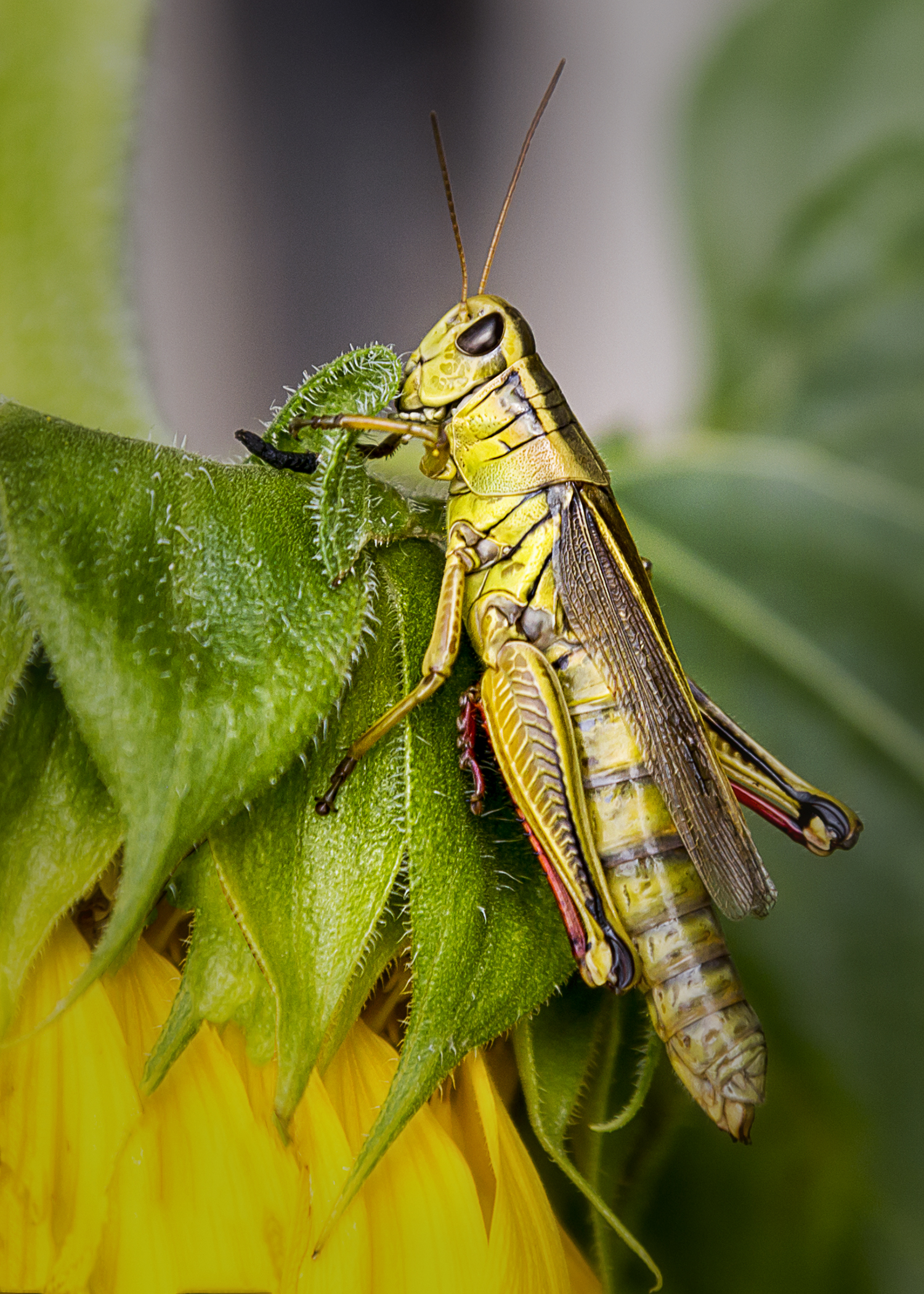 4131~COP~Grasshopper~Zuidema~Bonnie~FVC.jpg