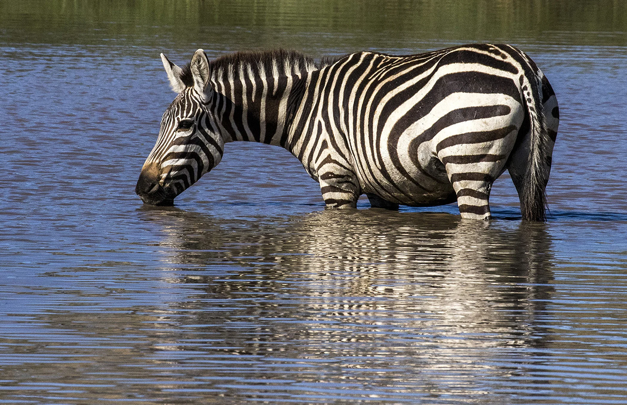 7978~CNP~Ndutu_Zebra_Drinking~Emmerich Jr~Gerald H~IMC.jpg