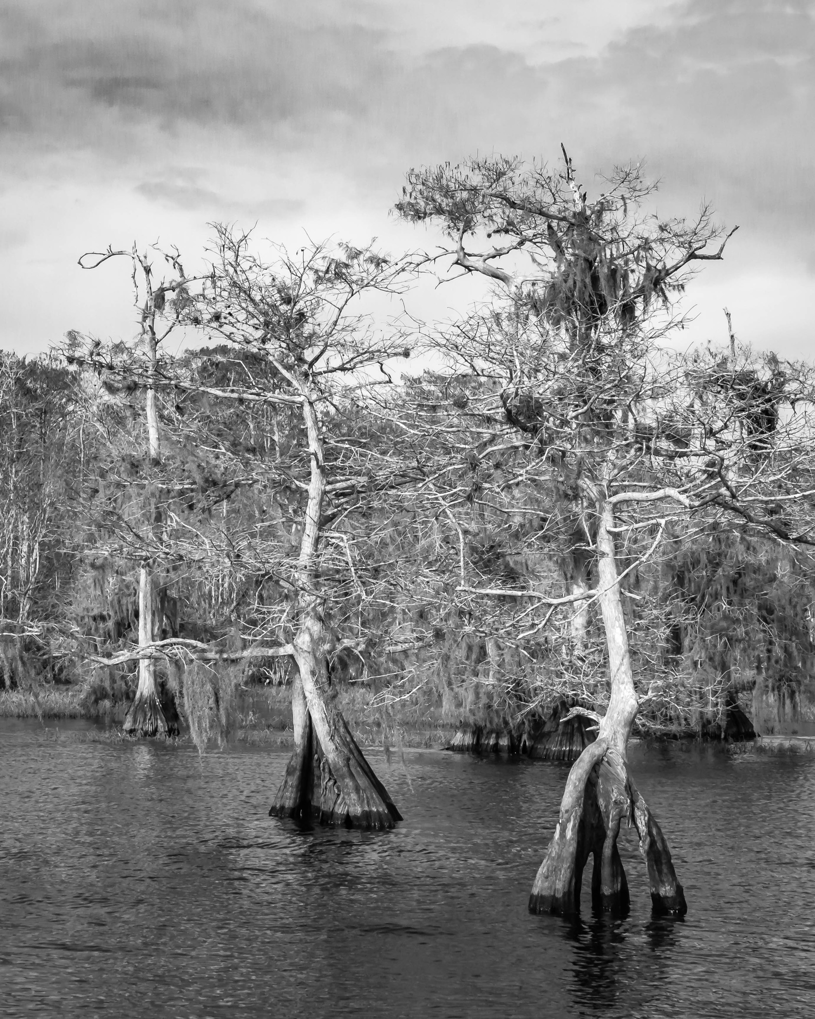 1427~MNP~Dancing_Cypress_Trees~Bohlman~Ken~MFC.jpg