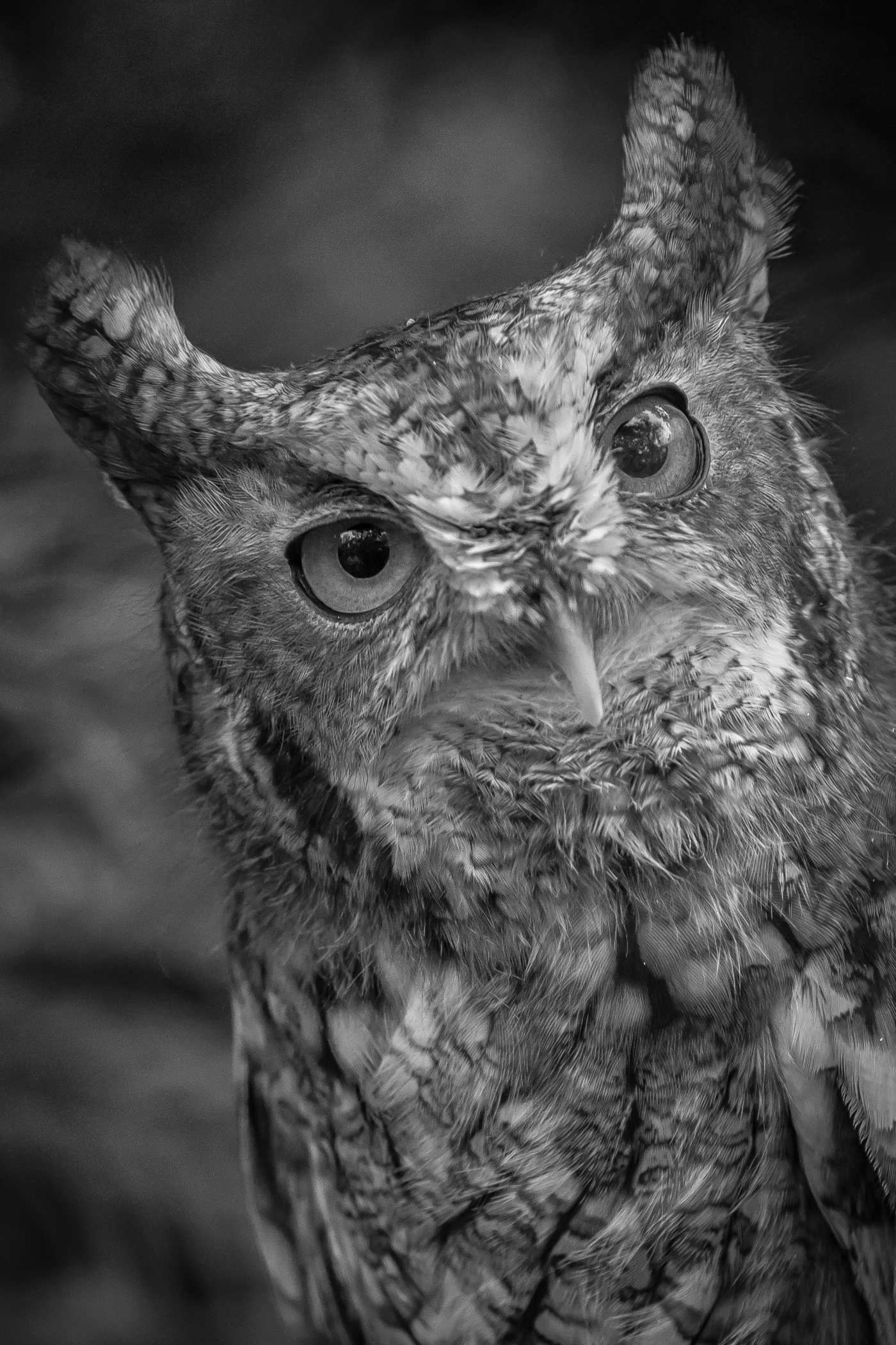 2864~MNP~Great_Horned_Owl~Lynch~Patrick~MFC.jpg