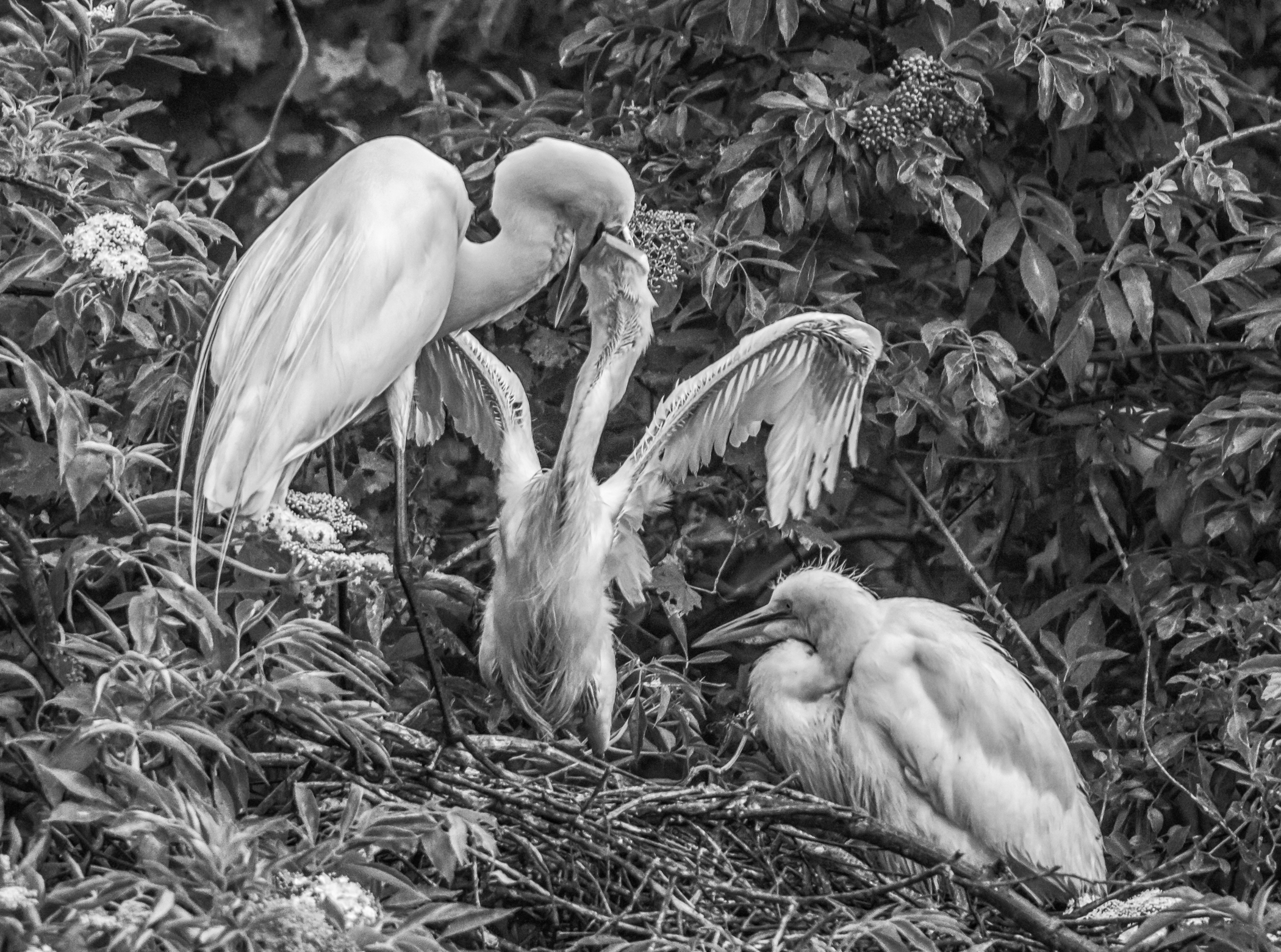 4388~MNP~Baby_Egret_Feeding~Klug~Jeffrey~MFC.jpg