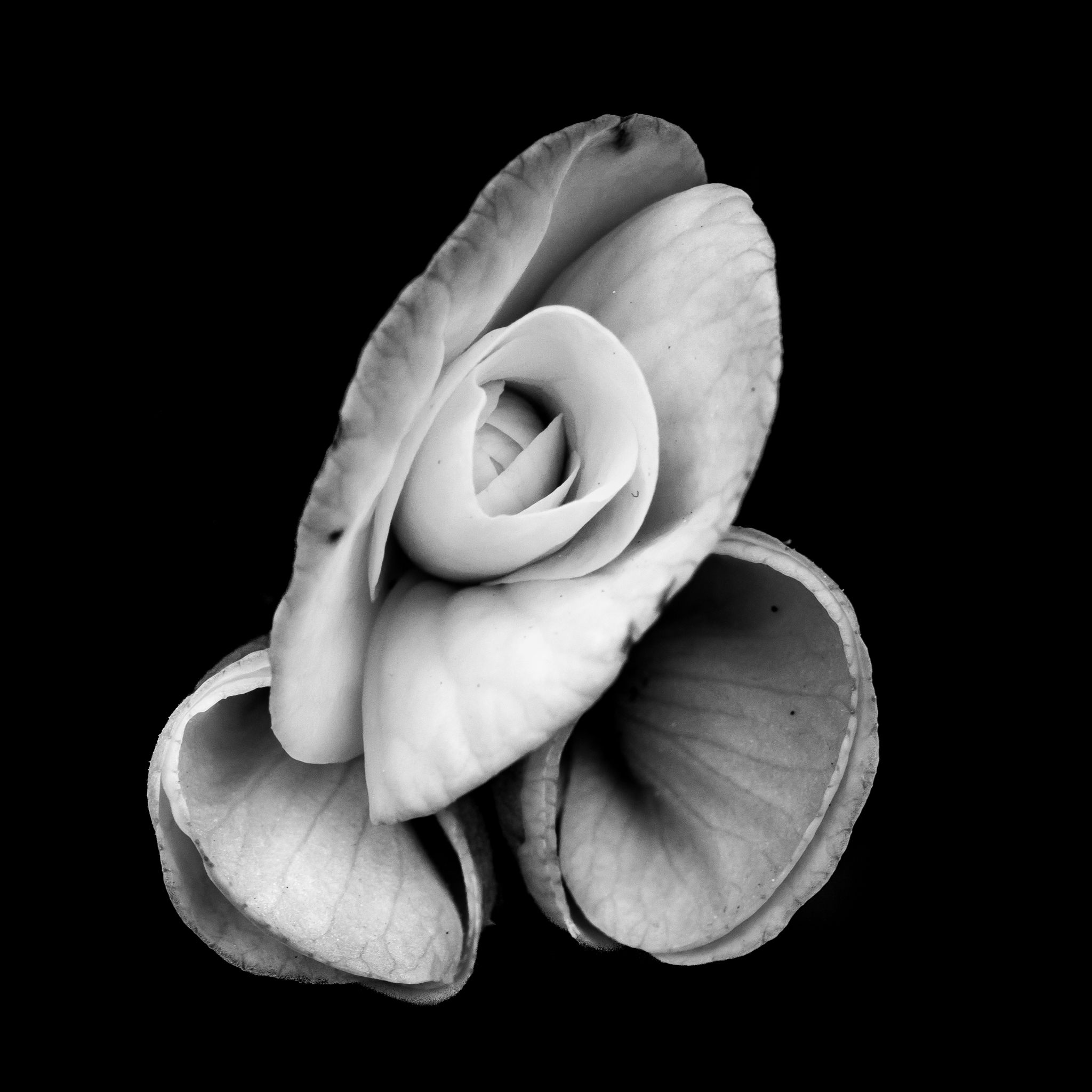9346~MNP~Shells~Dickmann~Ian~MFC.jpg