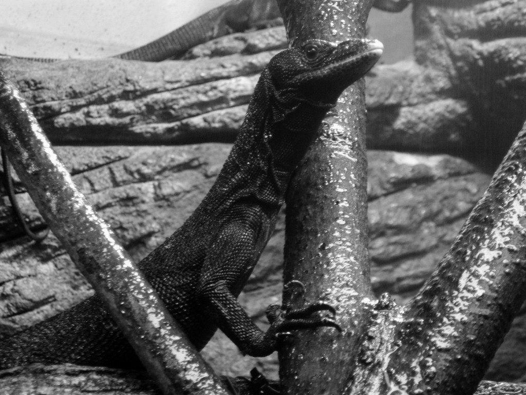 9329~MOP~Lizard~Baer~Ruth~PPM.jpg