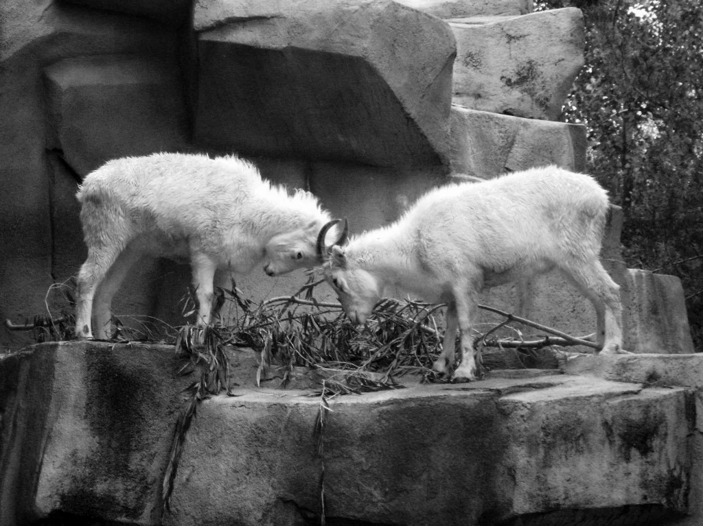 8404~MOP~Head_To_Head~Baer~Ruth~PPM.jpg