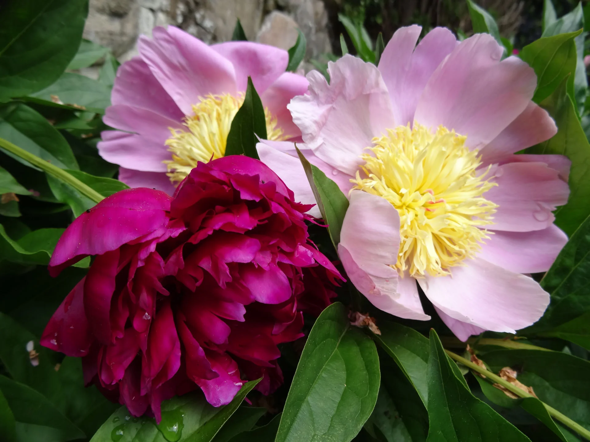 6504~CNP~Peonies~Lee~Linda~PPM.jpg