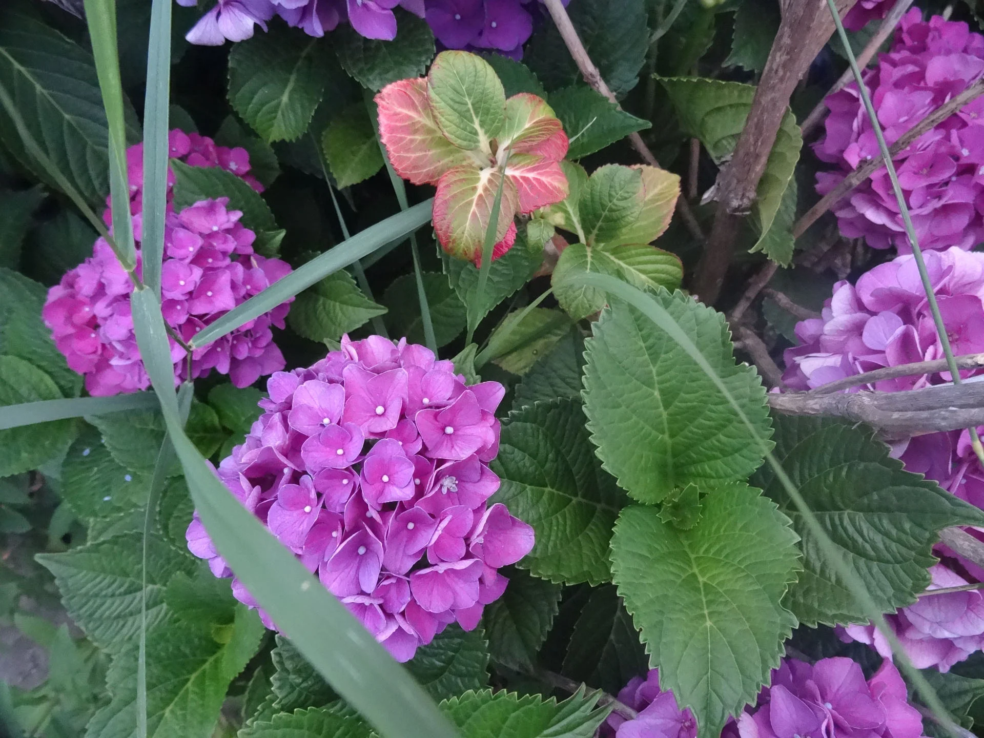 6478~CNP~Hydrangea~Lee~Linda~PPM.jpg