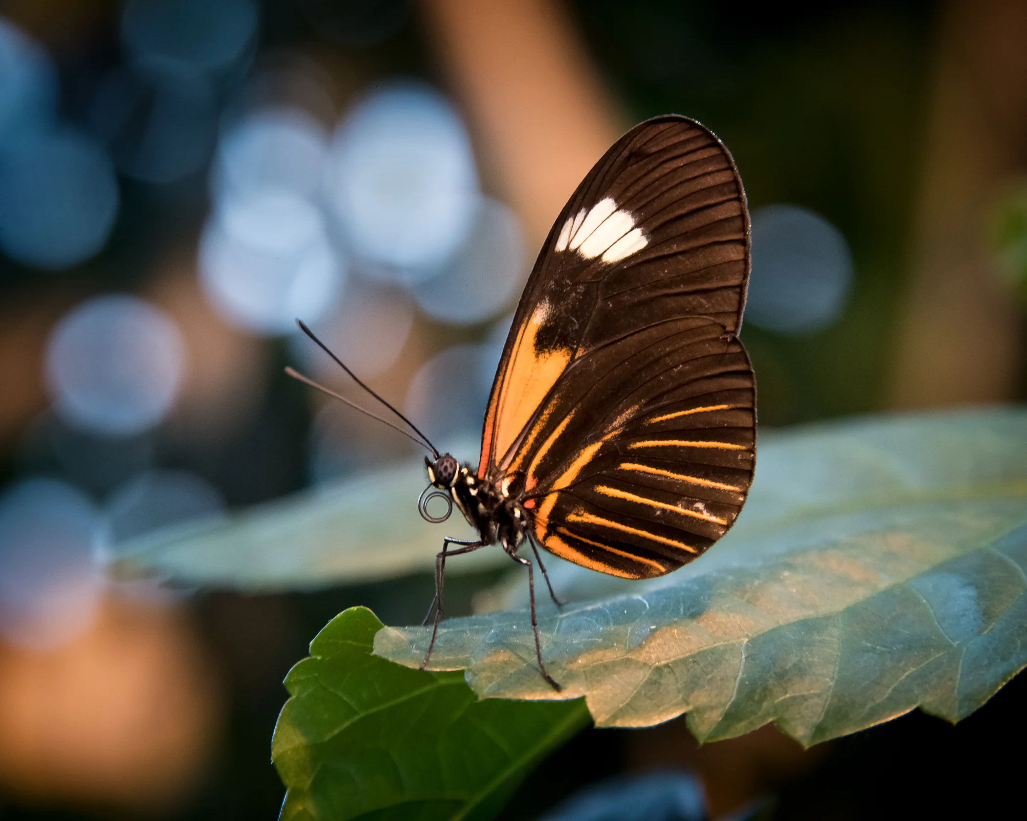 4386~COSP~Butterfly~Lauttamus~Brian~MFC.jpg